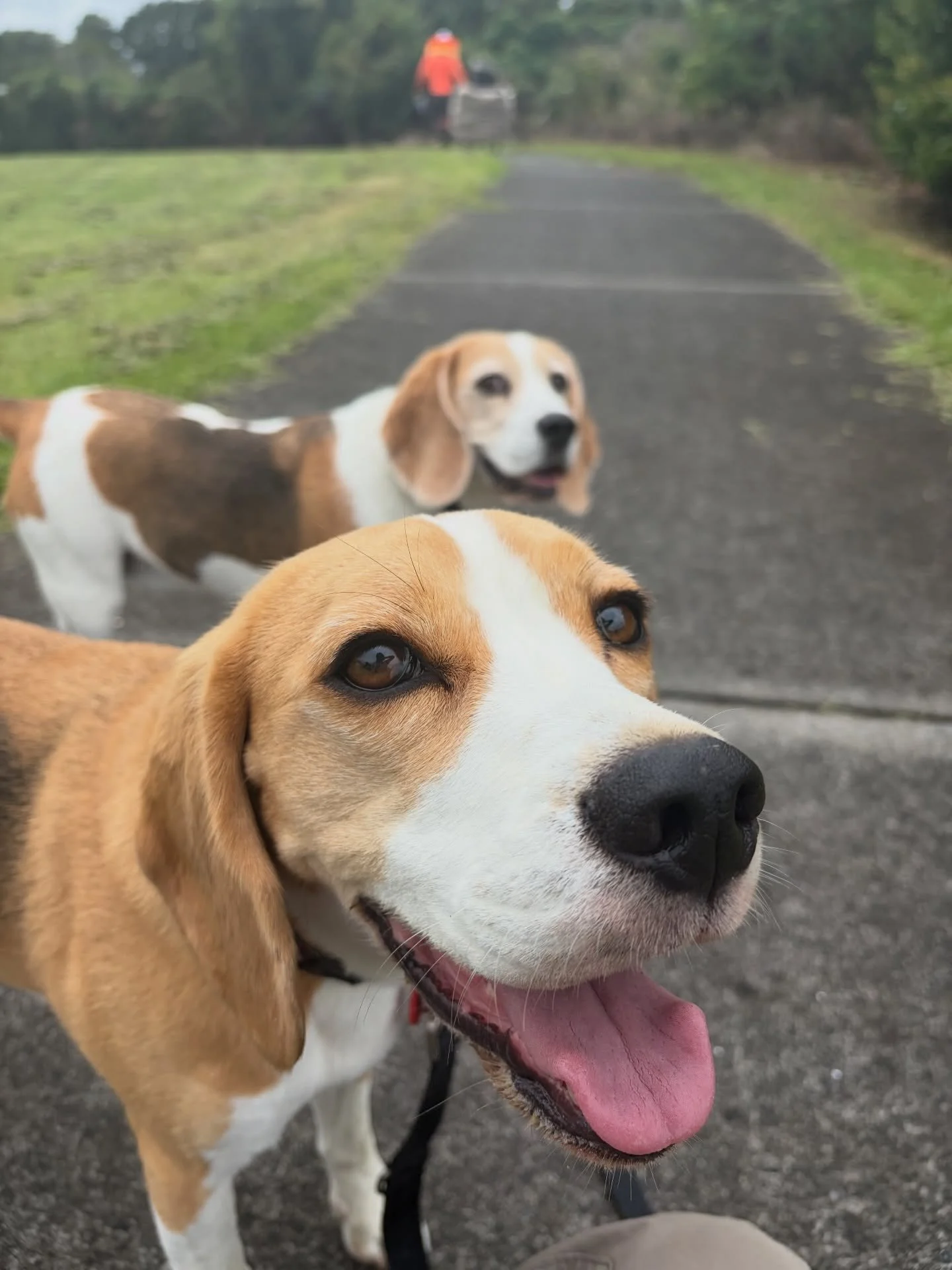 Brie is like a security alert 😄

On our morning walk, we came across some park maintenance workers and Brie started barking loudly at them. As many of our followers know, Jasmine is usually the one labelled as the &ldquo;reactive&rdquo; dog. But now