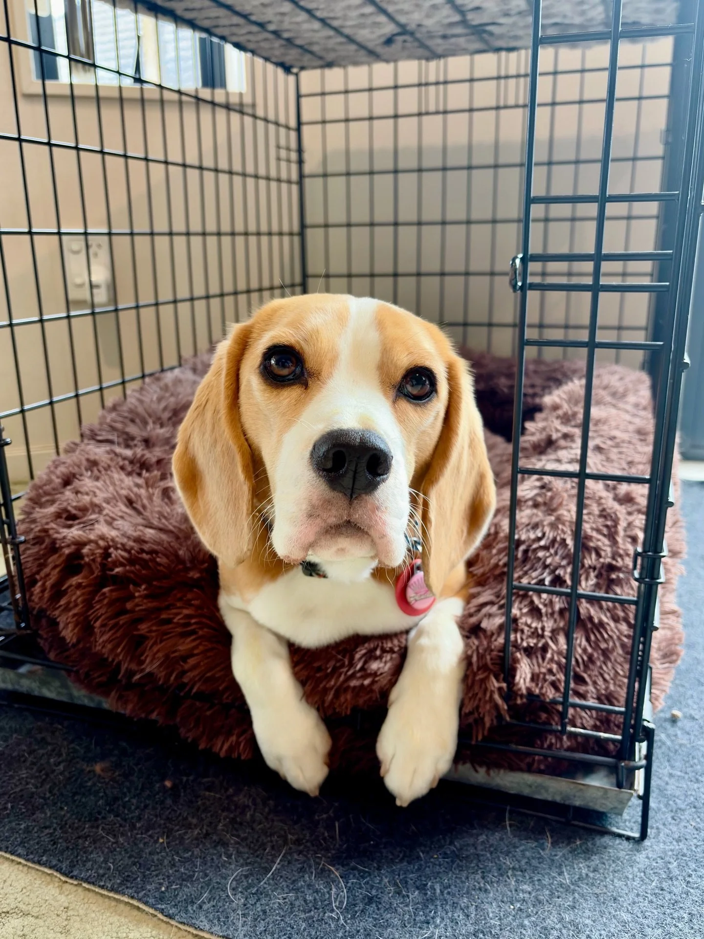 Brie is good at learning patterns.

Because I always ask her to wait in her crate before giving her a cue to come to her food bowl, she has learned to enter the crate and wait there if she thinks that I am going to start preparing her meal soon. When