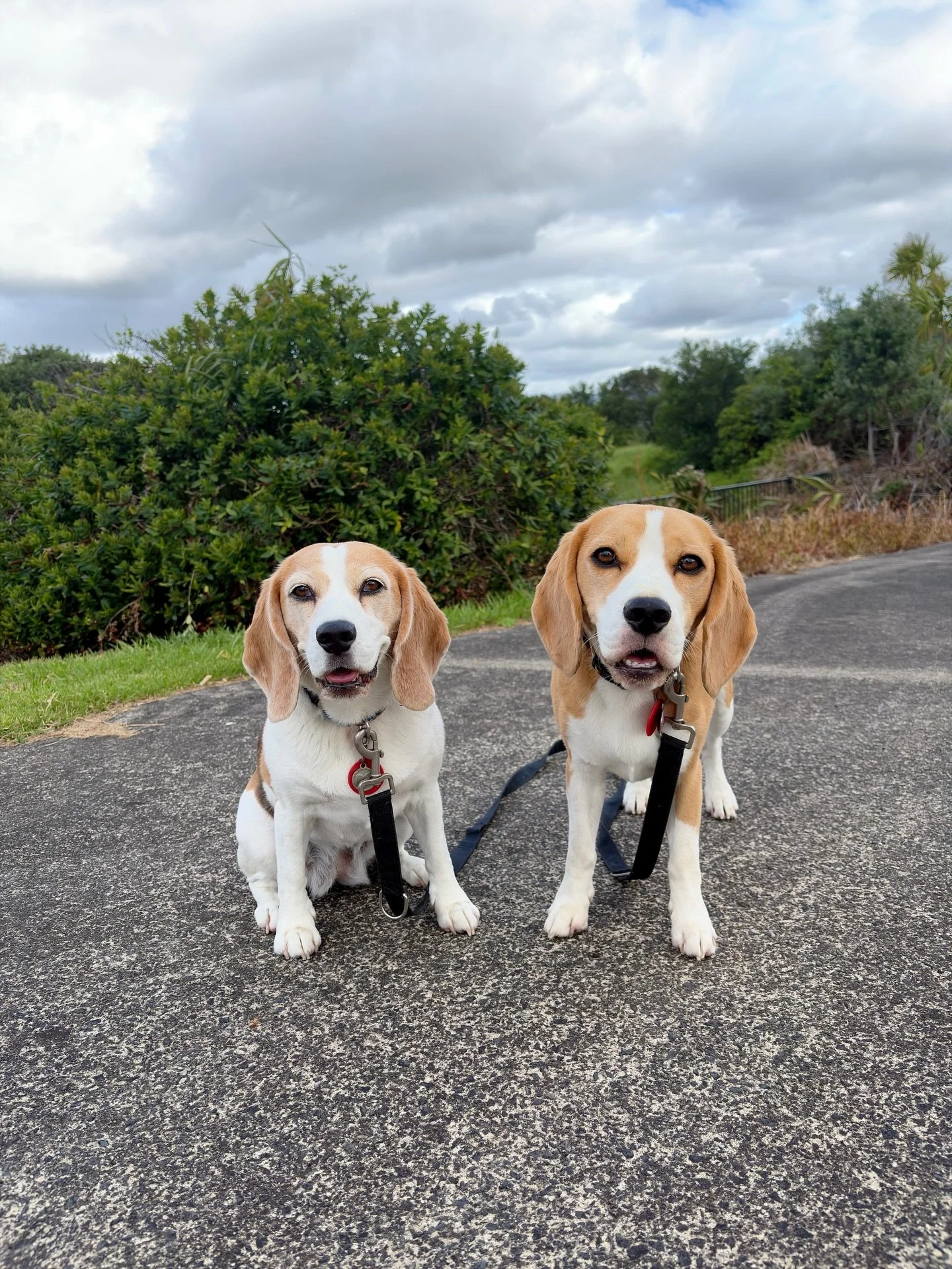 Trying out Leica LUX app 😀
I still have no idea what I am doing 🙄
#phoneapp #cameraapp #leicalux #beaglegirls