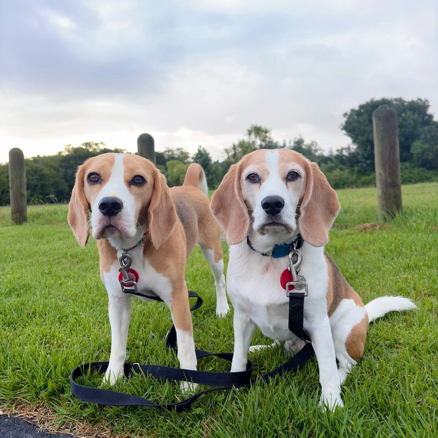 It had some showers in the morning but luckily we managed to stay dry apart from the paws on our morning walk 😊
#beaglegirls #jasmineandbrie #morningwalk #leicaluxapp #dailyphotoshoot