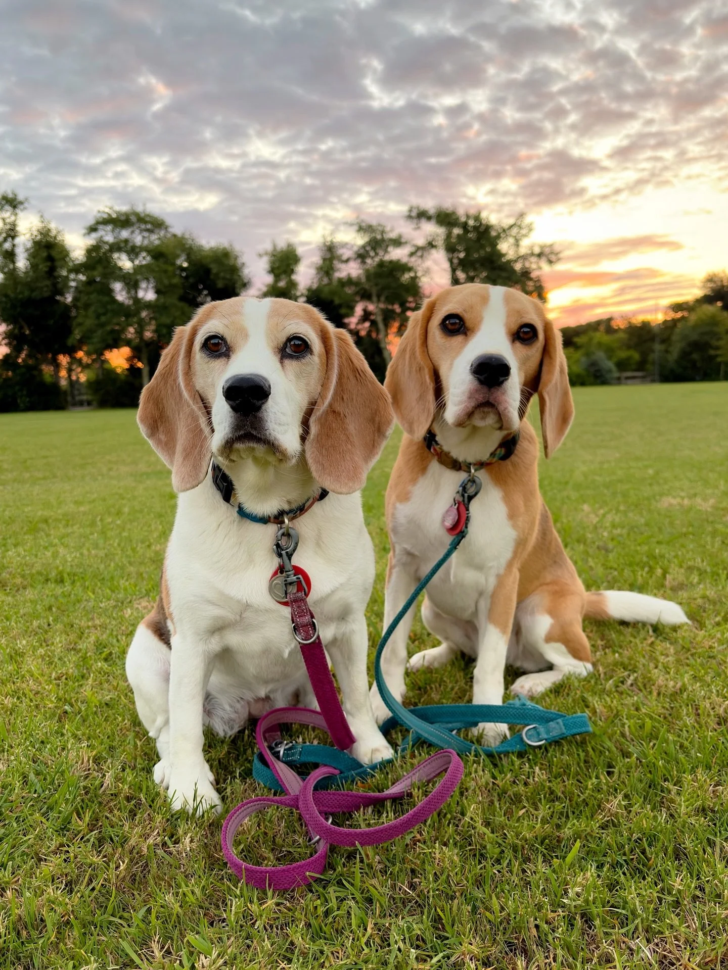 Beautiful sky 🌅 
#beaglegirls #jasmineandbrie #aftertraining #havefunwithyourdogs #ビーグル