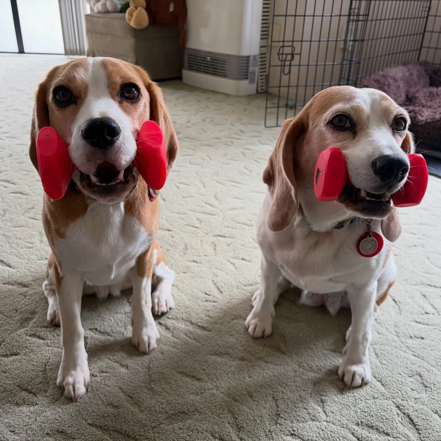 Practicing holding a dumbbell together 😊
Jasmine is very good at it but Brie still struggles to keep holding a dumbbell. However, she does better when Jasmine does it and show her how to do it at the same time 👍
#beaglegirls #dumbbells #holdinganob