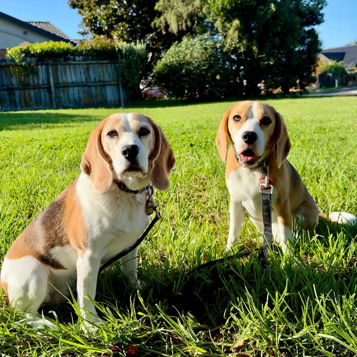 Morning walk with the Beagle girls 🌼
#beaglegirls #dailyphotoshoot #morningwalk #sitstay #jasmineandbrie