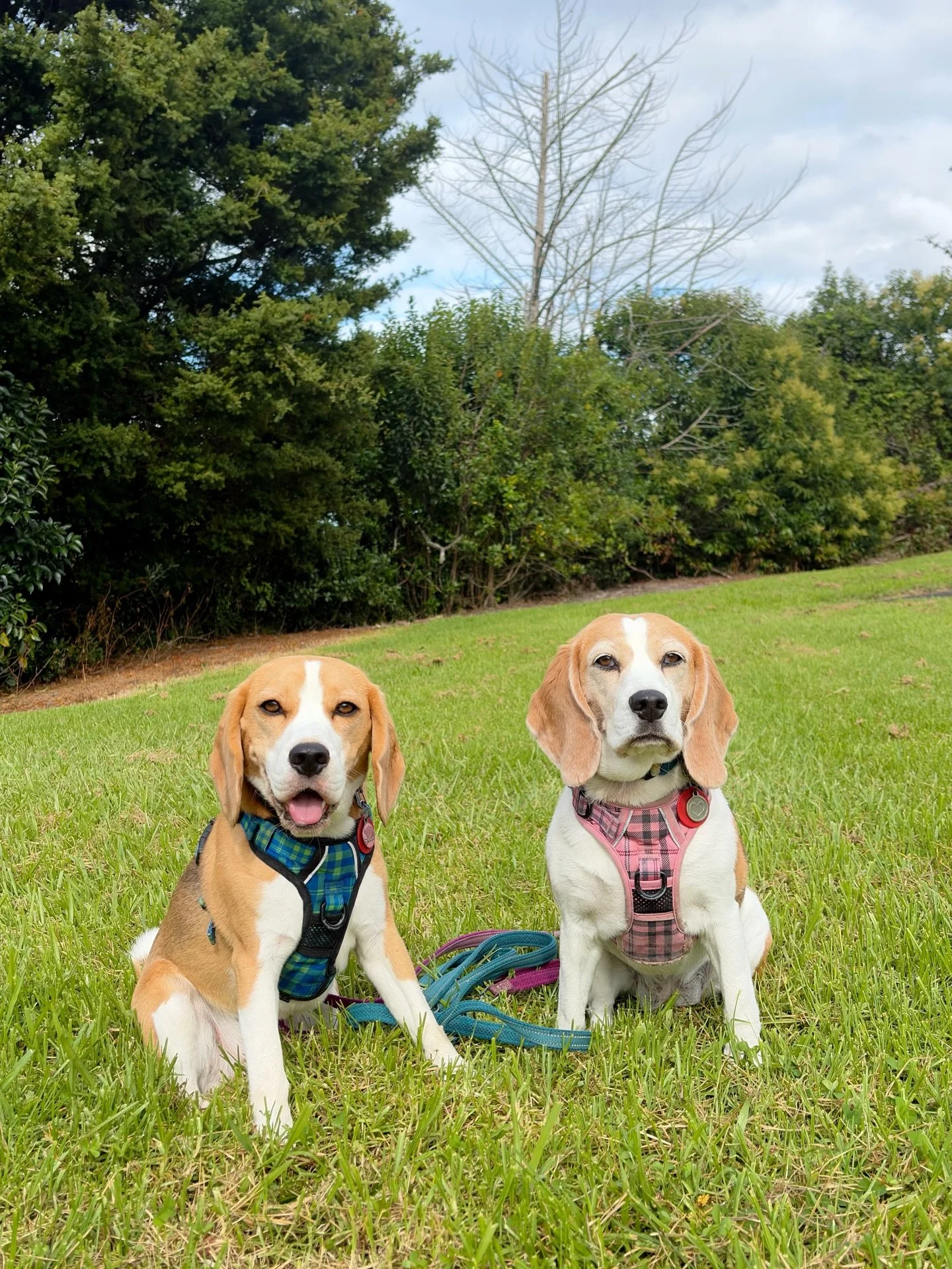 It&rsquo;s Waitangi Day 🇳🇿
#beaglegirls #jasmineandbrie #nationalholiday #waitangiday #treatyofwaitangi