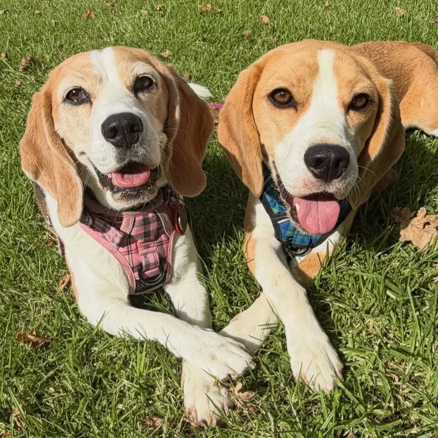 Paw cross together 🥰
#beaglegirls #jasmineandbrie #pawcross #crossedpaws #trickstogether