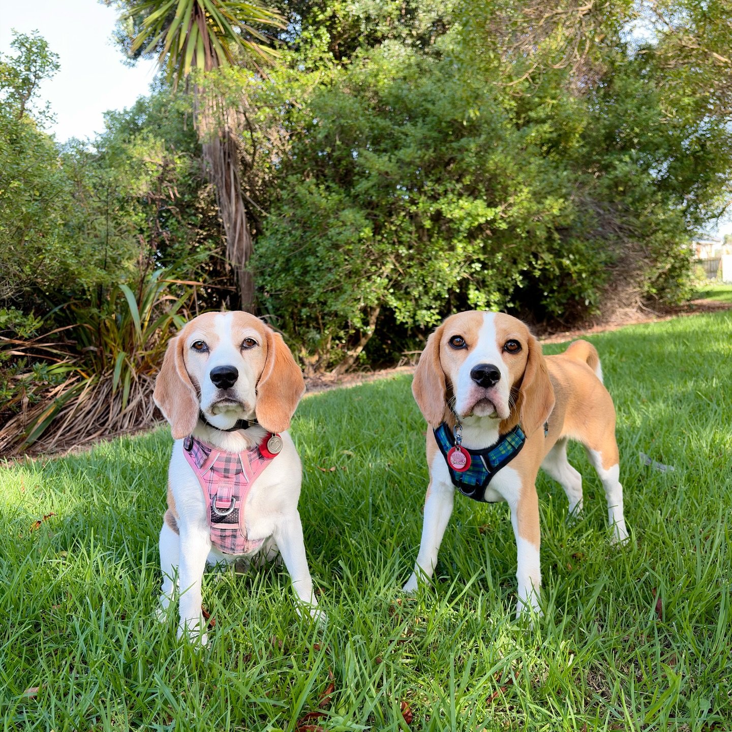 Daily morning photoshoot 😍
#beaglegirls #jasmineandbrie #beagles #ビーグル