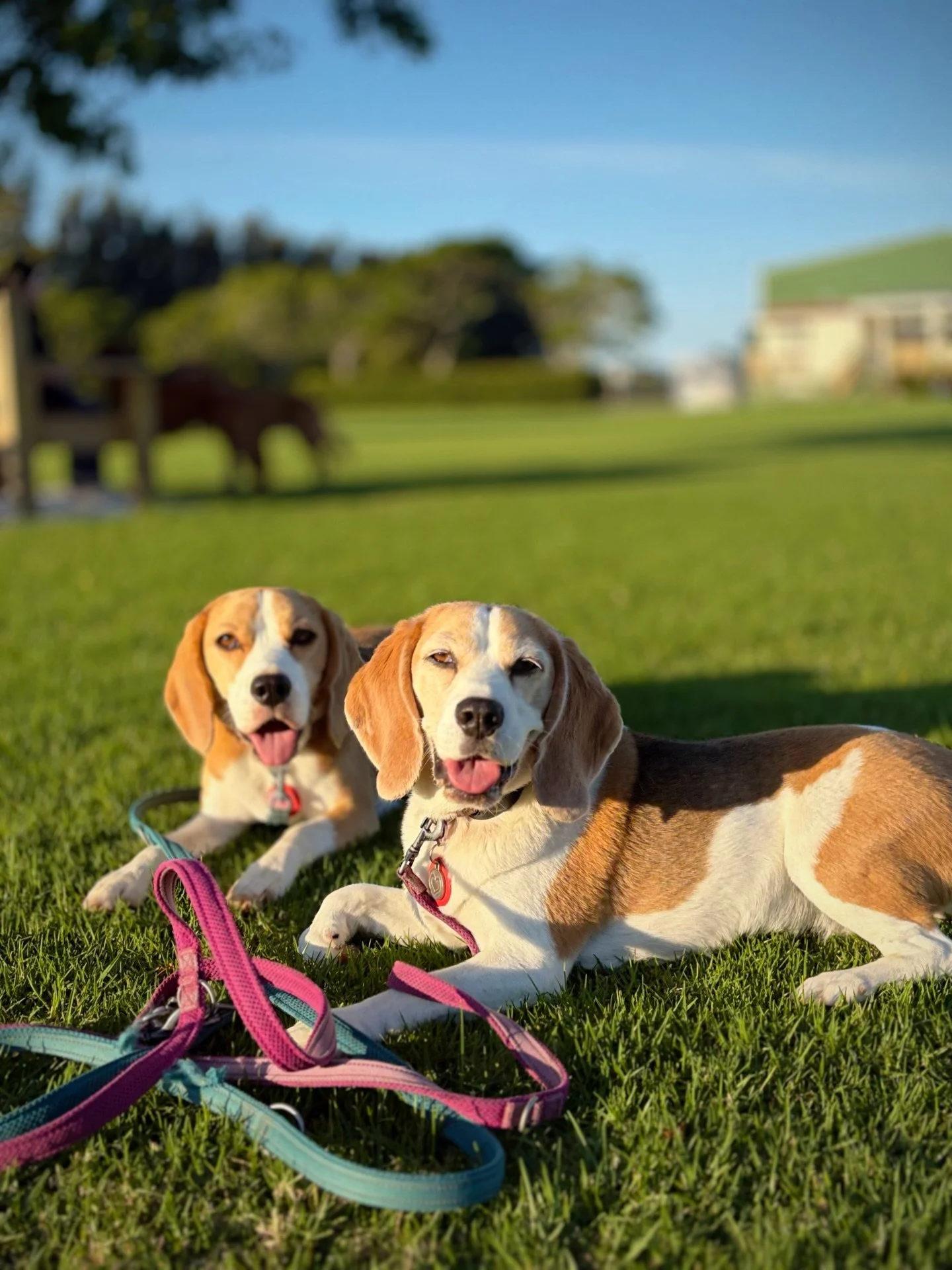 It was a beautiful day ☀️
We stayed outside instead of training in the building at the dog training club 🥰
All four members who came for the class have two dogs each 😀 
#beaglegirls #trainingwithfriends #tricksclass #beautifulevening
