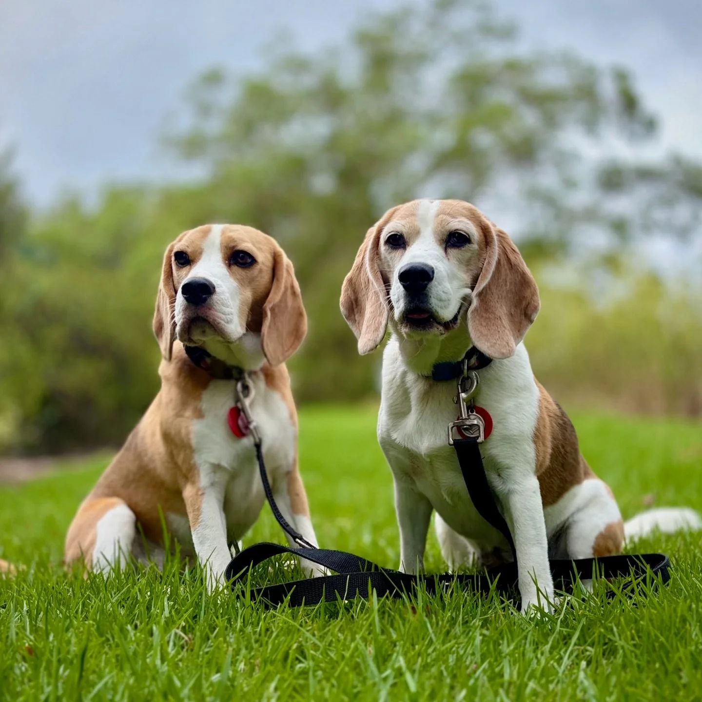 When I was walking with Jasmine after visiting a rest home with her, a dog barking behind a gate opened the gate and came up to us. Getting distracted by the dog, I stumbled and almost fell. I am glad I managed to keep walking with Jasmine without fa