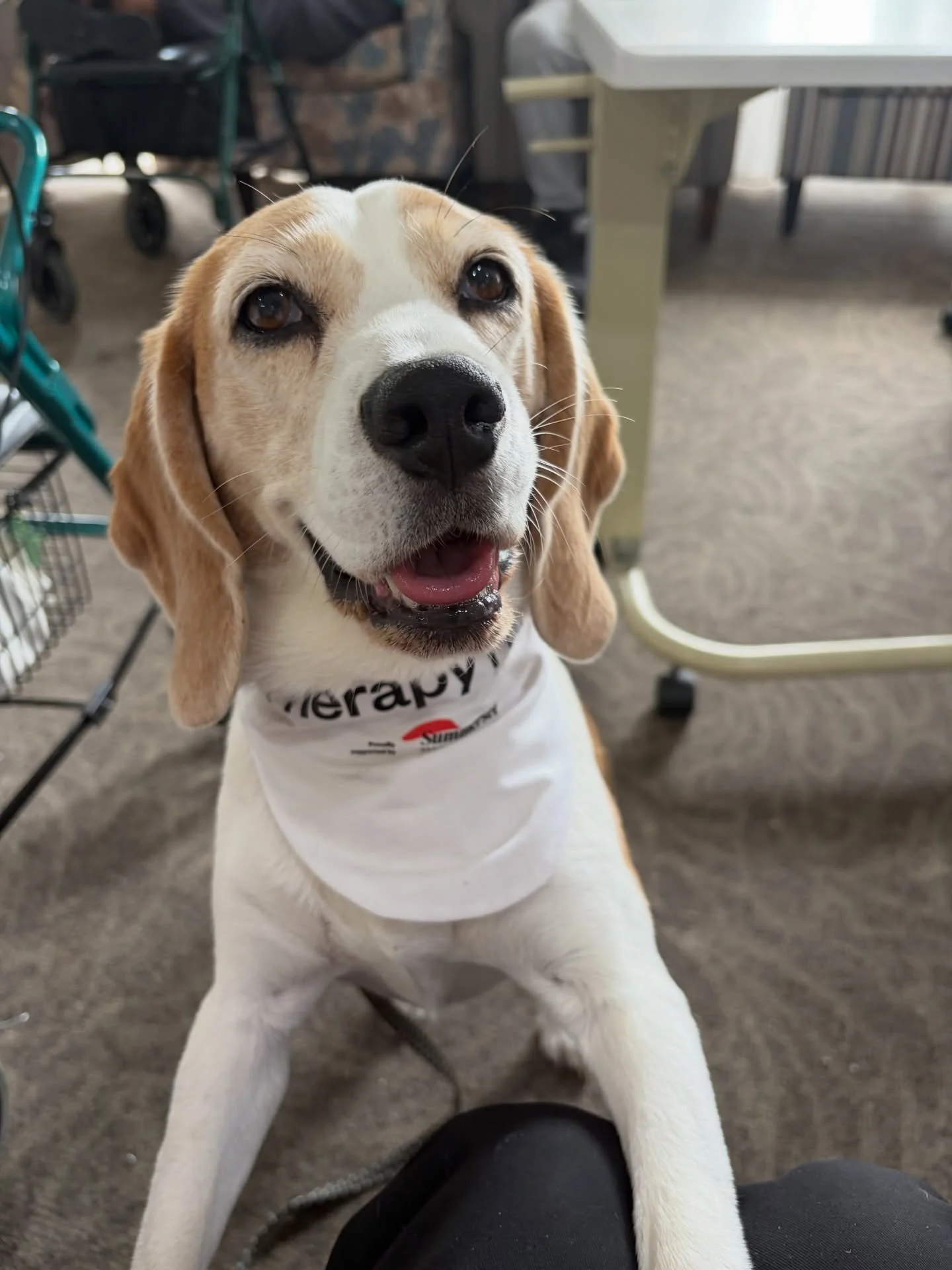 Jasmine at work 🥰
#beagle #jasminethebeagle #therapypet #workday #ビーグル