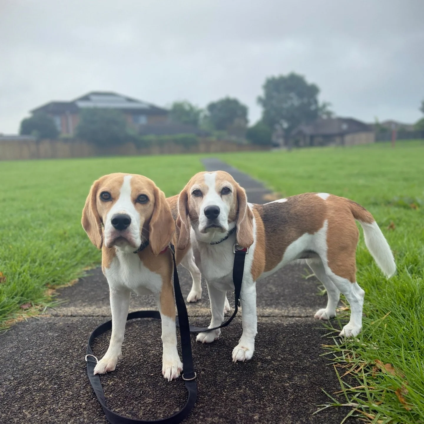 It was drizzling this morning 🌧️ 
#beaglegirls #jasmineandbrie #drizzling #morningwalk #ビーグル