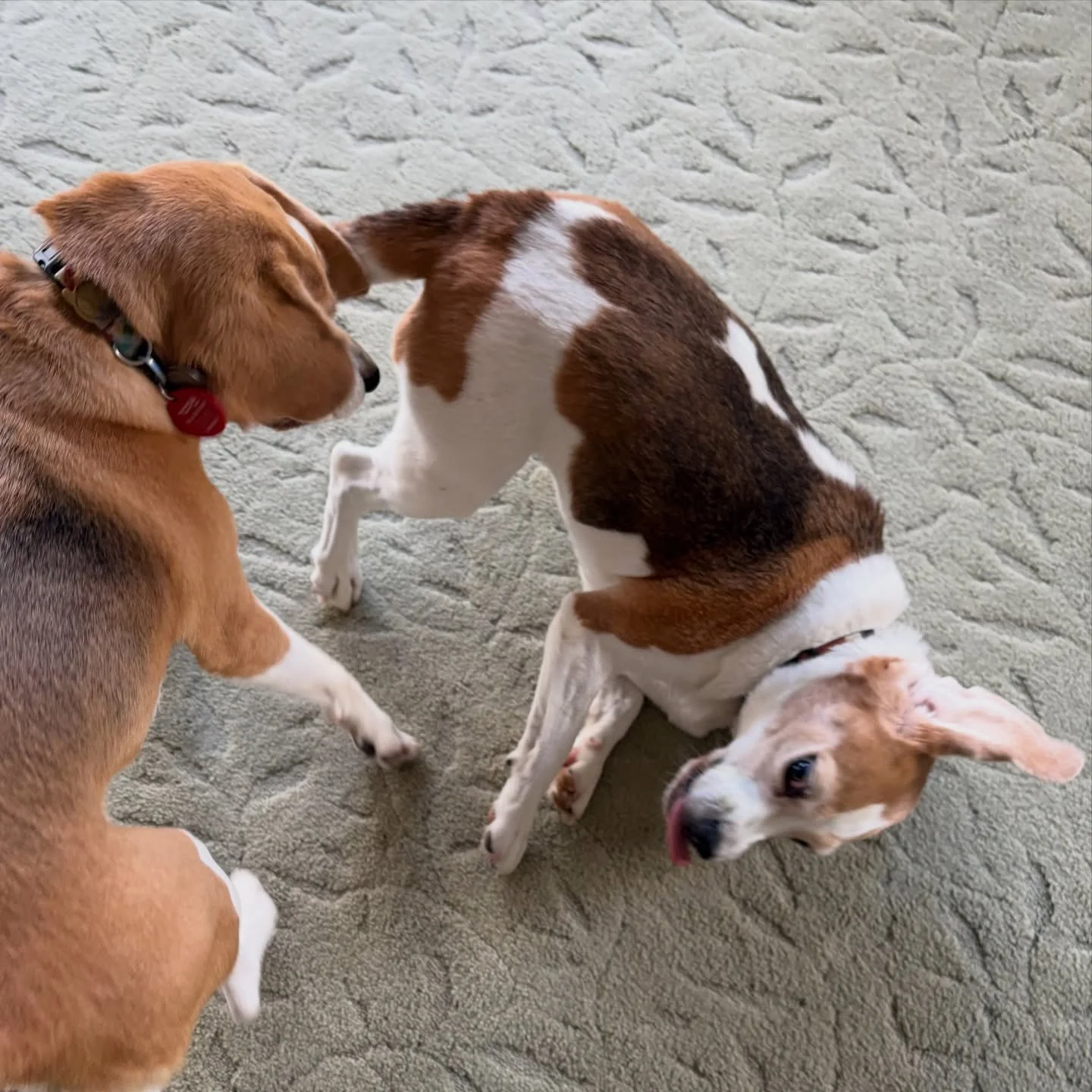 Brie is not very confident around other dogs but she is very pushy and relentless when wrestling with Jasmine 🙄
#beaglegirls #platfighting #wrestling #dogdogrelationship #jasmineandbrie