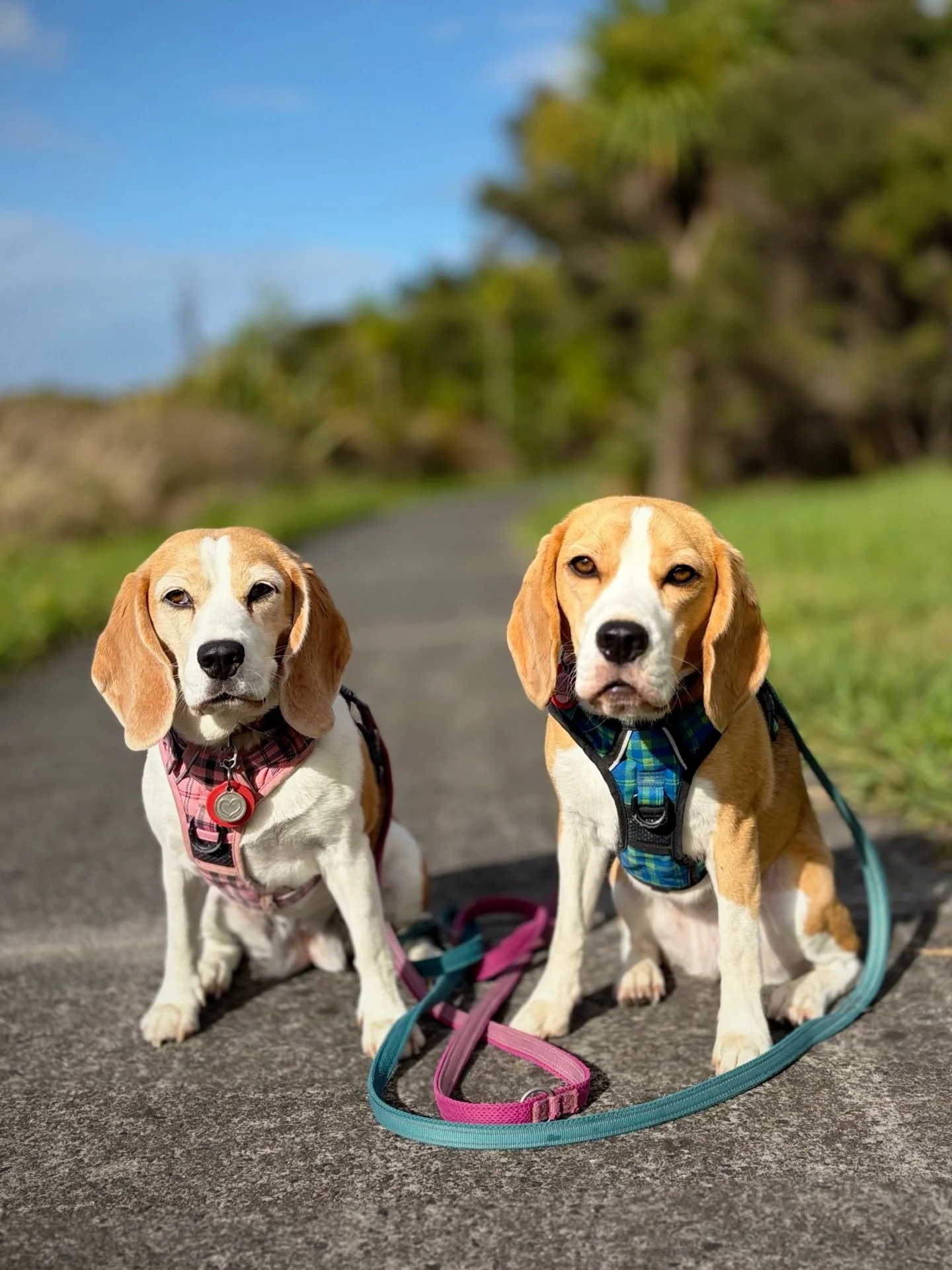 Monday morning ☀️
I was looking forward to a free kayaking session next weekend but it seems the event has been postponed and my booking has been cancelled 😥
#beaglegirls #mondaymorning #nondogactivities #dailyphotoshoot #jasmineandbrie