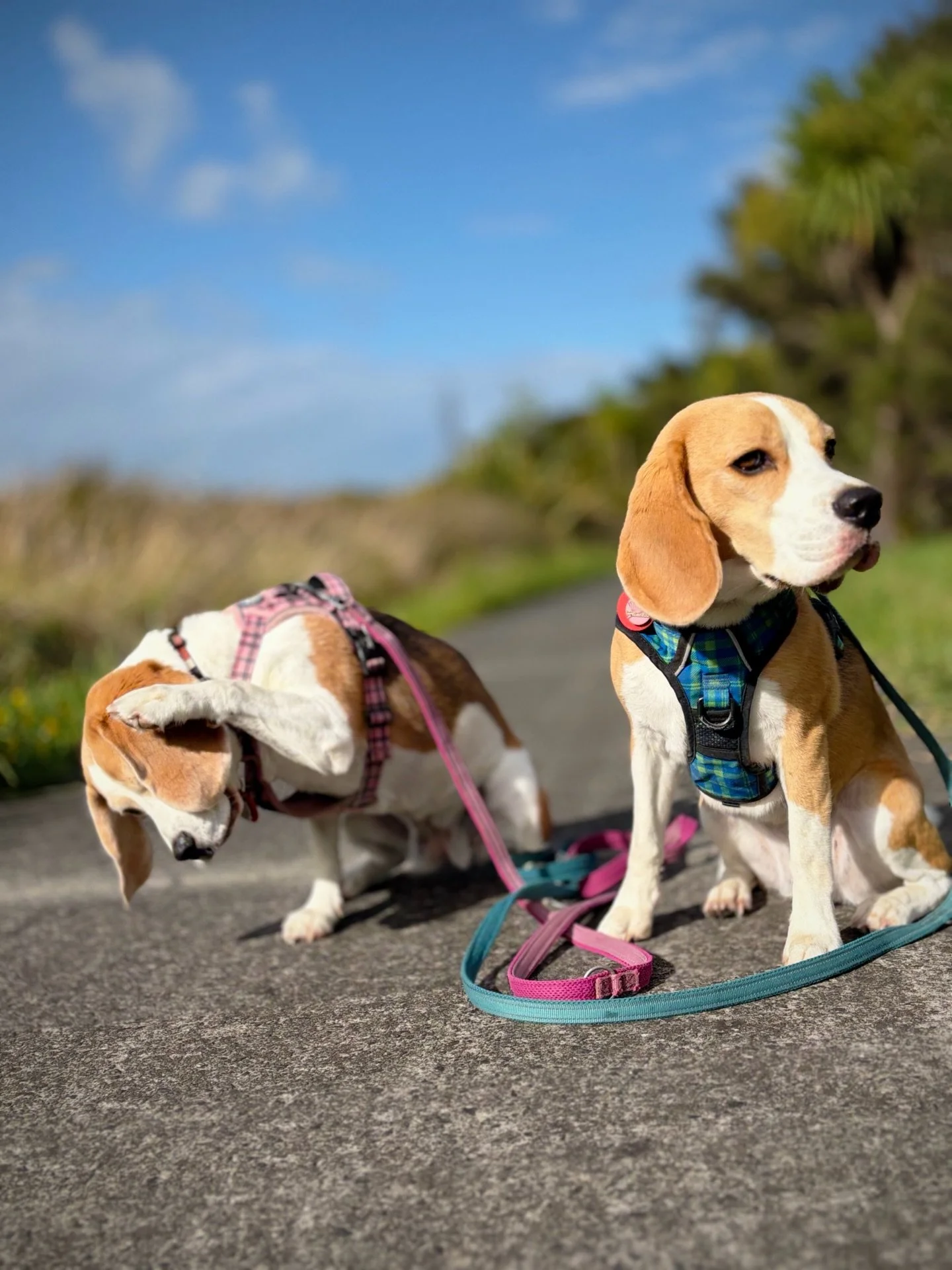 Brie: Hey Jasmine, someone is coming this way 🙄
Jasmine: If it&rsquo;s a human, it&rsquo;s no problem. I should keep doing this trick to earn a reward 😊
#beaglegirls #jasmineandbrie #morningwalk #whatareyouworryingabout #ビーグル