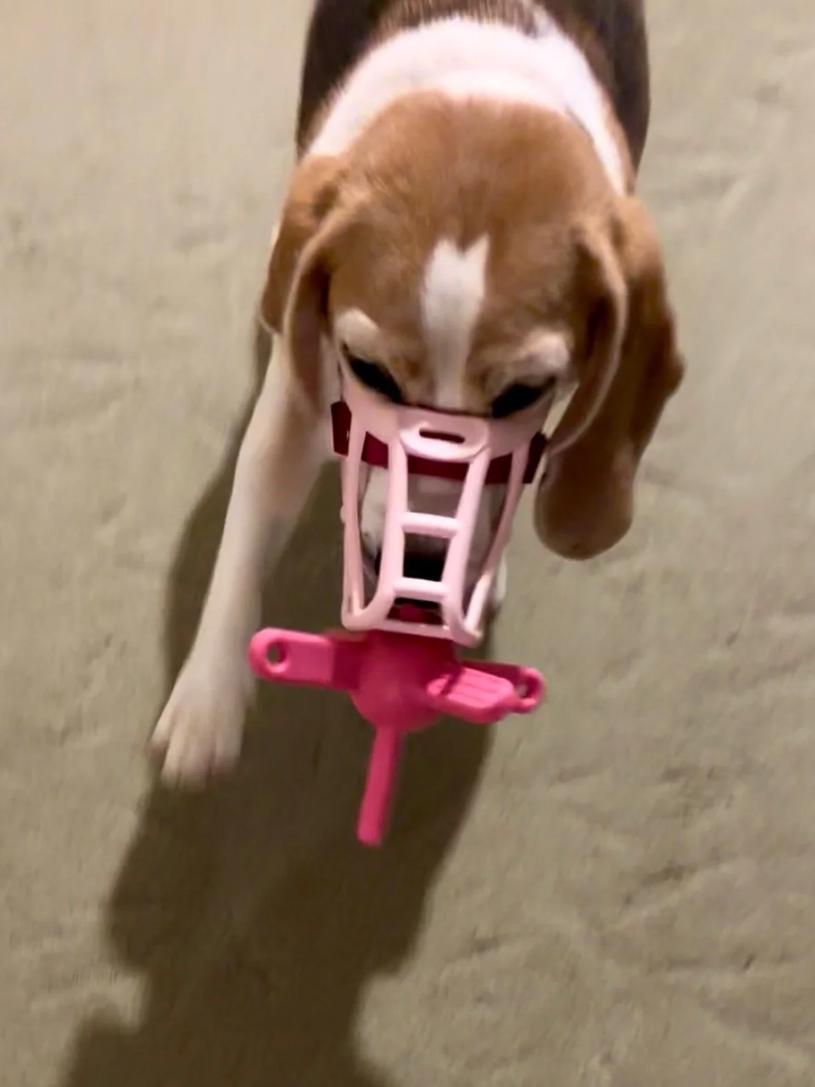 Did you know that dogs can play fetch in a muzzle? Jasmine tried this toy called Muzzle Mate for the first time last night 😀
#fetchinmuzzle #toyformuzzlewearers #muzzletraining #fetchgame #muzzlemate