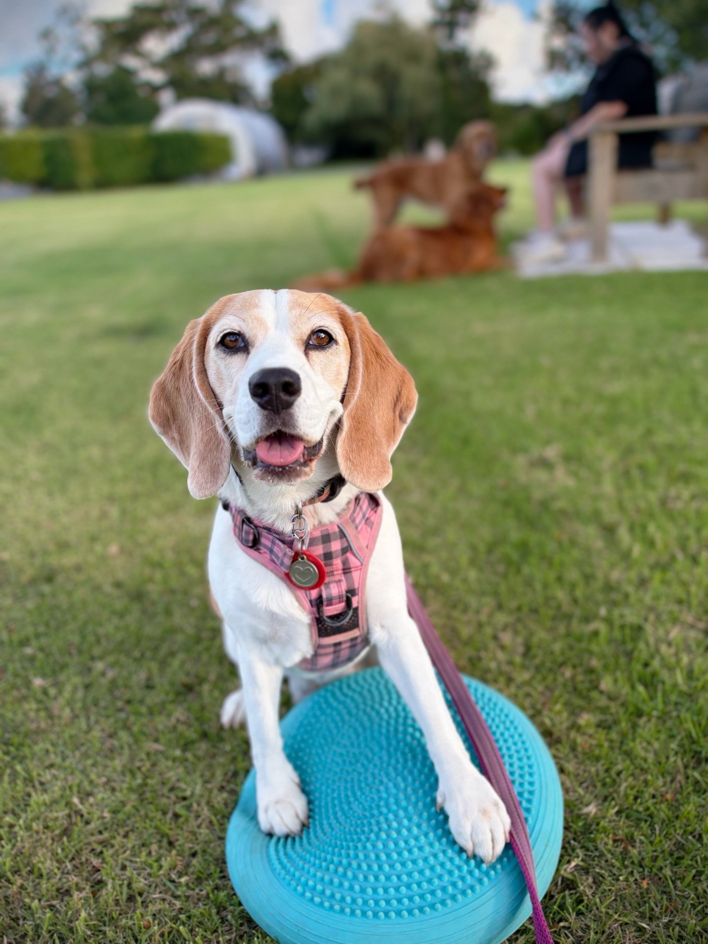 Jasmine enjoyed her weekly training with her friends 🥰
Training needs to be fun for the dog! 
#jasminethebeagle #tricktraining #tricksclass #manukaudogtrainingclub #cleverbeagle