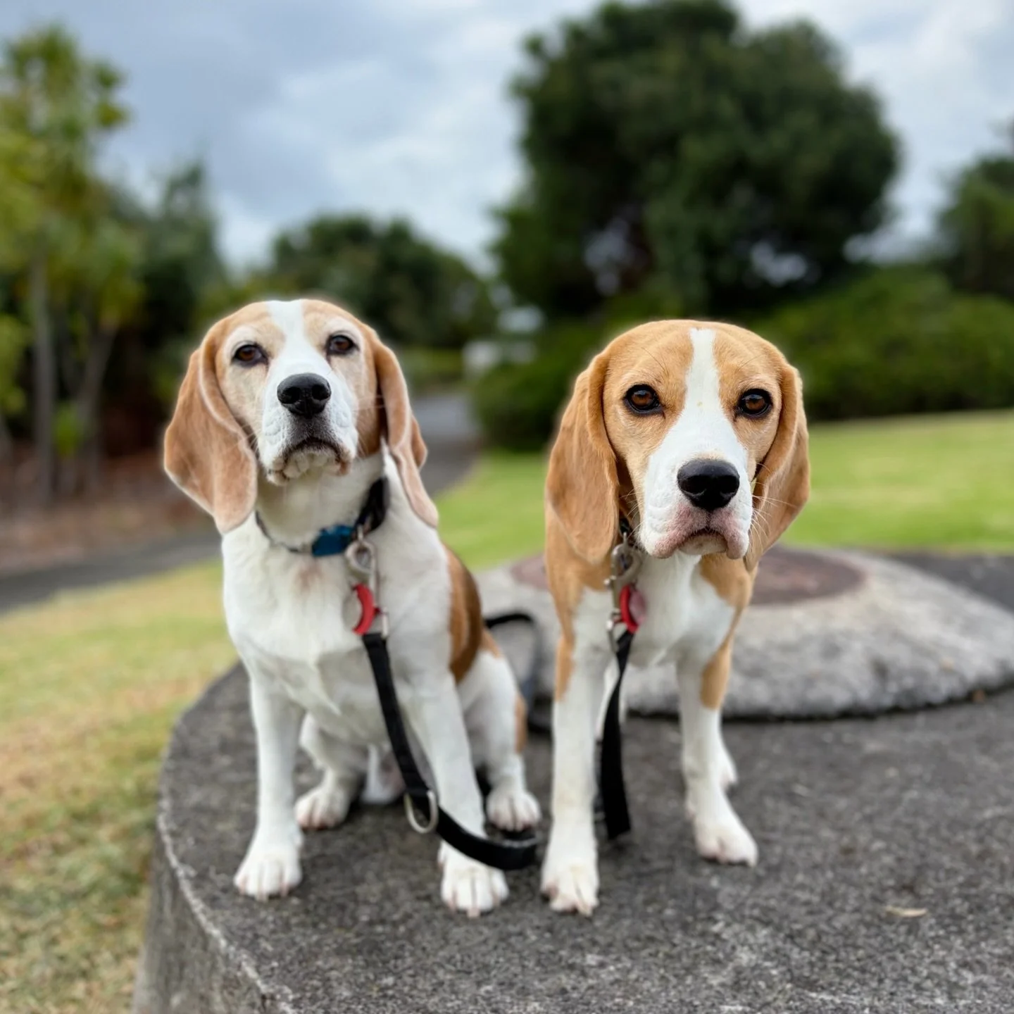 It was cloudy this morning ☁️
#beaglegirls #jasmineandbrie #posingforphotos #stationing #foundationskills