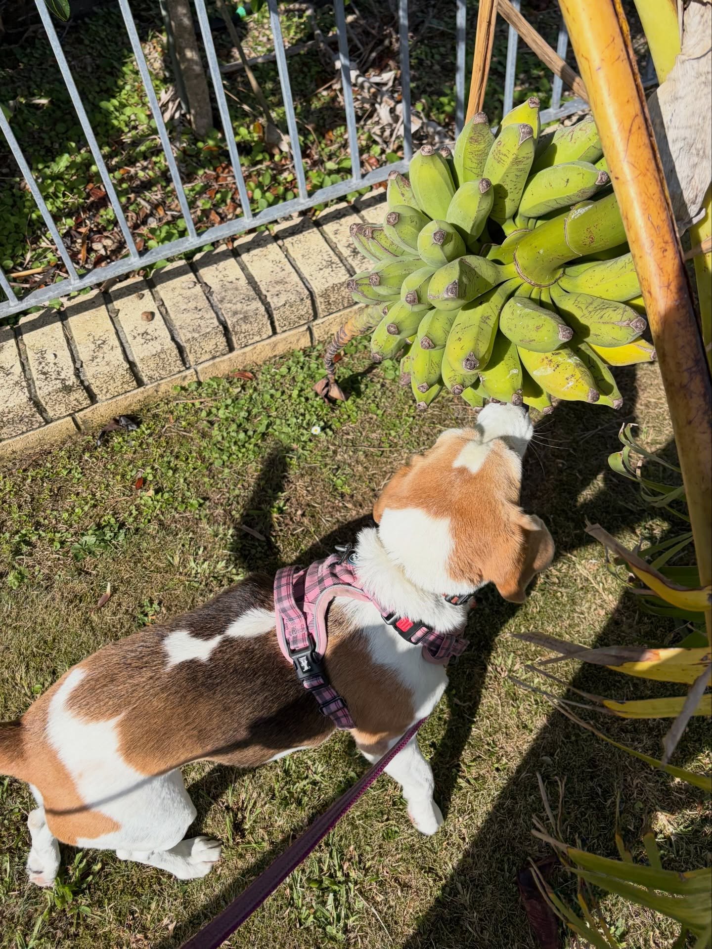 We sometimes see bananas in our neighbourhood. Are they sweet? Do you usually wait until the fruits mature on the tree?
#bananas #bananatrees #bananainauckland #bananainnewzealand #aretheysweet?