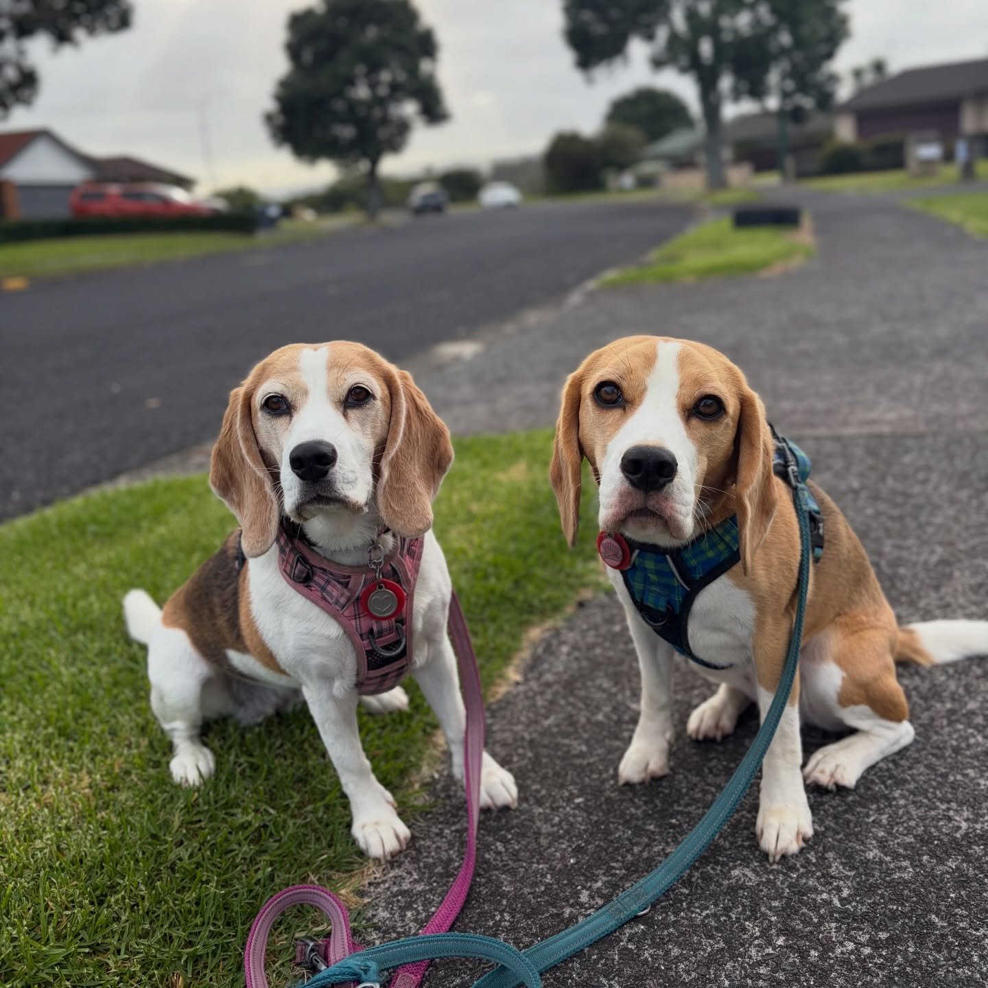 These girls sometimes react to smells of other dogs and start barking when I cannot see any likely triggers around. But today they completely ignored a German Shepherd sitting on the back of a parked truck only a couple of meters away from us 😂
To t