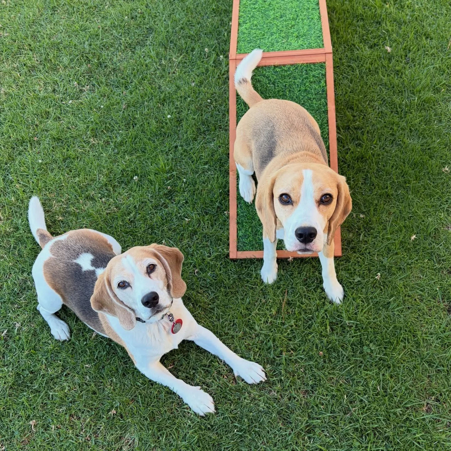 Brie needs to practice the contact. With my two previous Agility Beagles I always did Running Contact without stopping at the end of each contact obstacle, because I wanted to shorten our time as much as possible. I didn&rsquo;t try reinforcing the 2