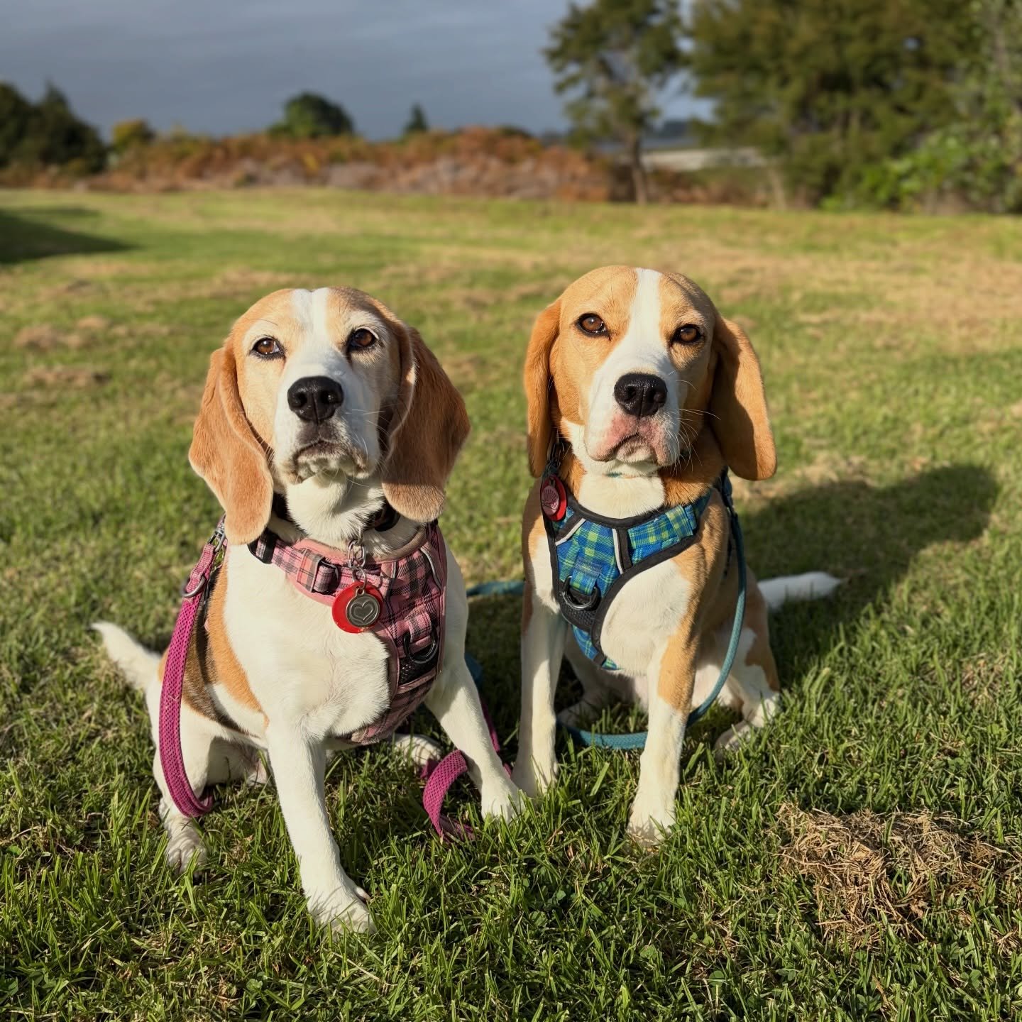 Good Beagles, Jasmine and Brie 🥰
#beaglegirls #jasmineandbrie #morningwalk #goodbeagles #disengagedfromdogs