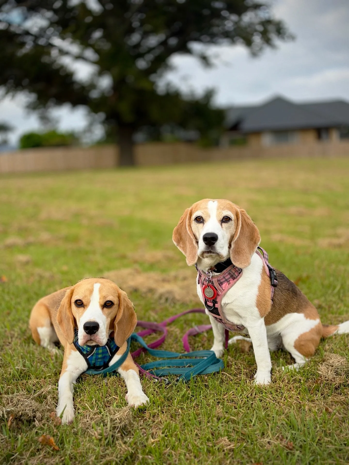 Hope everyone is having a great day! 🥰
#beaglegirls #jasmineandbrie #morningwalk #dailyphotoshoot