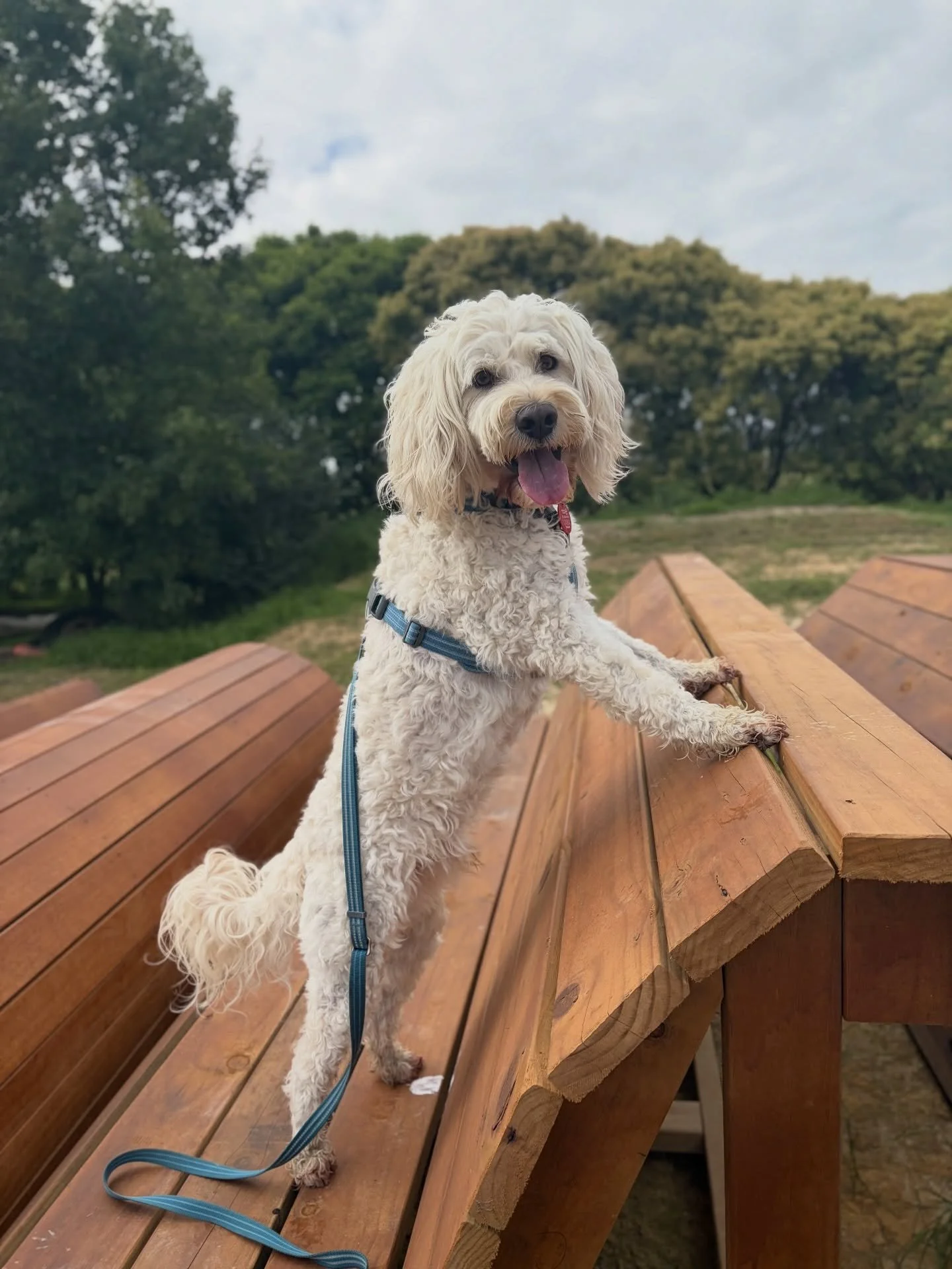 I am very proud of this boy!! ❤️
Dublin visited the Clevedon Farmers Market and even let Alex from @davesrawdogfoodnz give him a treat and pat him. For many dog owners, it may be nothing special but it&rsquo;s huge for him. He was able to stay calm a