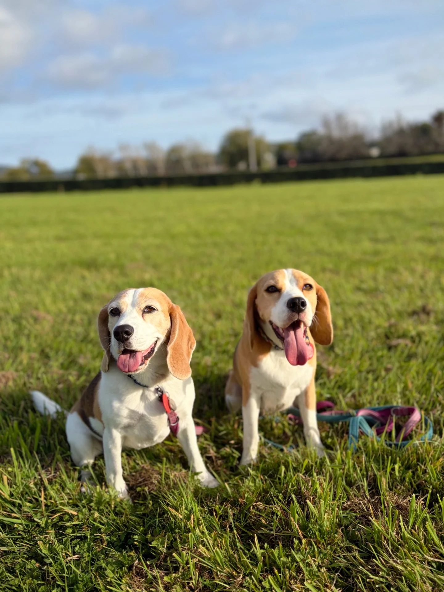 It was another beautiful day!

#beaglegirls #jasmineandbrie #dogsnz #manukaudogtrainingclub #trainingnight