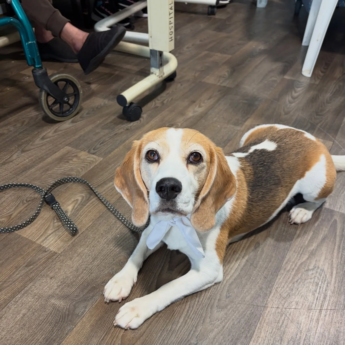 Jasmine&rsquo;s work day 😊
#jasminethebeagle #volunteerwork #therapypet #gentledog #resthome