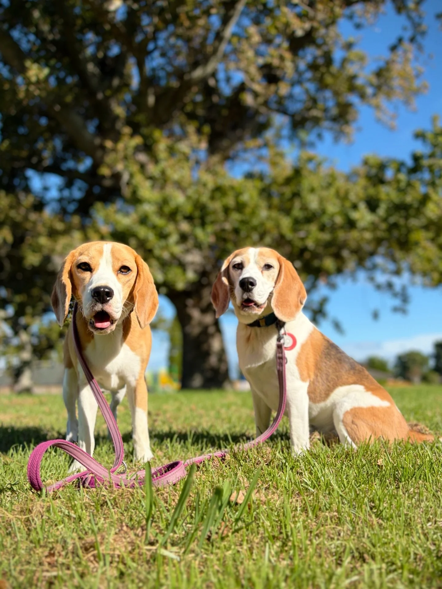 I have been walking a lot and I feel great. I want to thank all dogs who let me walk with them 🥰

By the way I&rsquo;m doing a month-long fitness challenge, Kilometres for Kids, to support Starship&rsquo;s bravest little fighters!
Can you donate? Ev