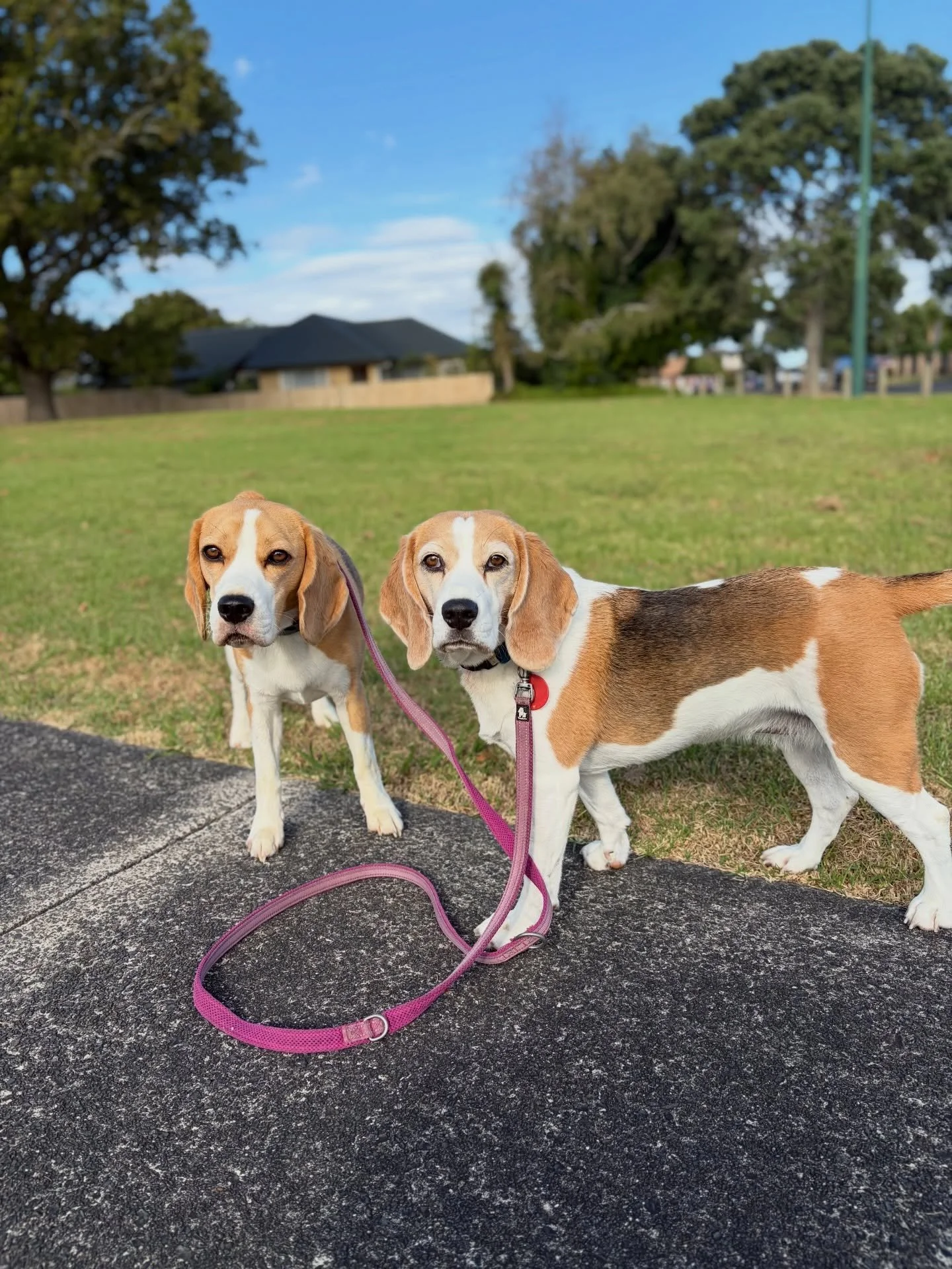 Brie&rsquo;s reaction to other dogs is interesting.
This morning we saw two dogs as soon as we were out. The beginning of a walk is often the hardest for dogs to stay calm. The excitement of getting out can add up to the arousal and nervousness from 