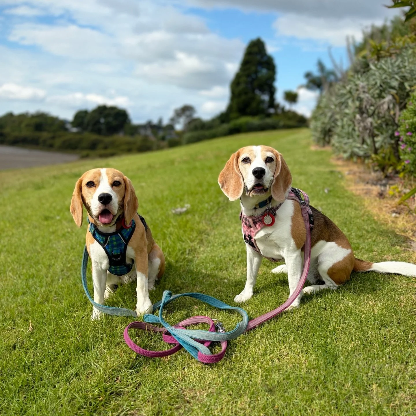 It started pouring late afternoon, right when I was planning to take the girls out for solo walks in turn. By the time the rain stopped, we were short on time, so we opted for a joint walk instead. I wanted to get them out of our immediate neighbourh