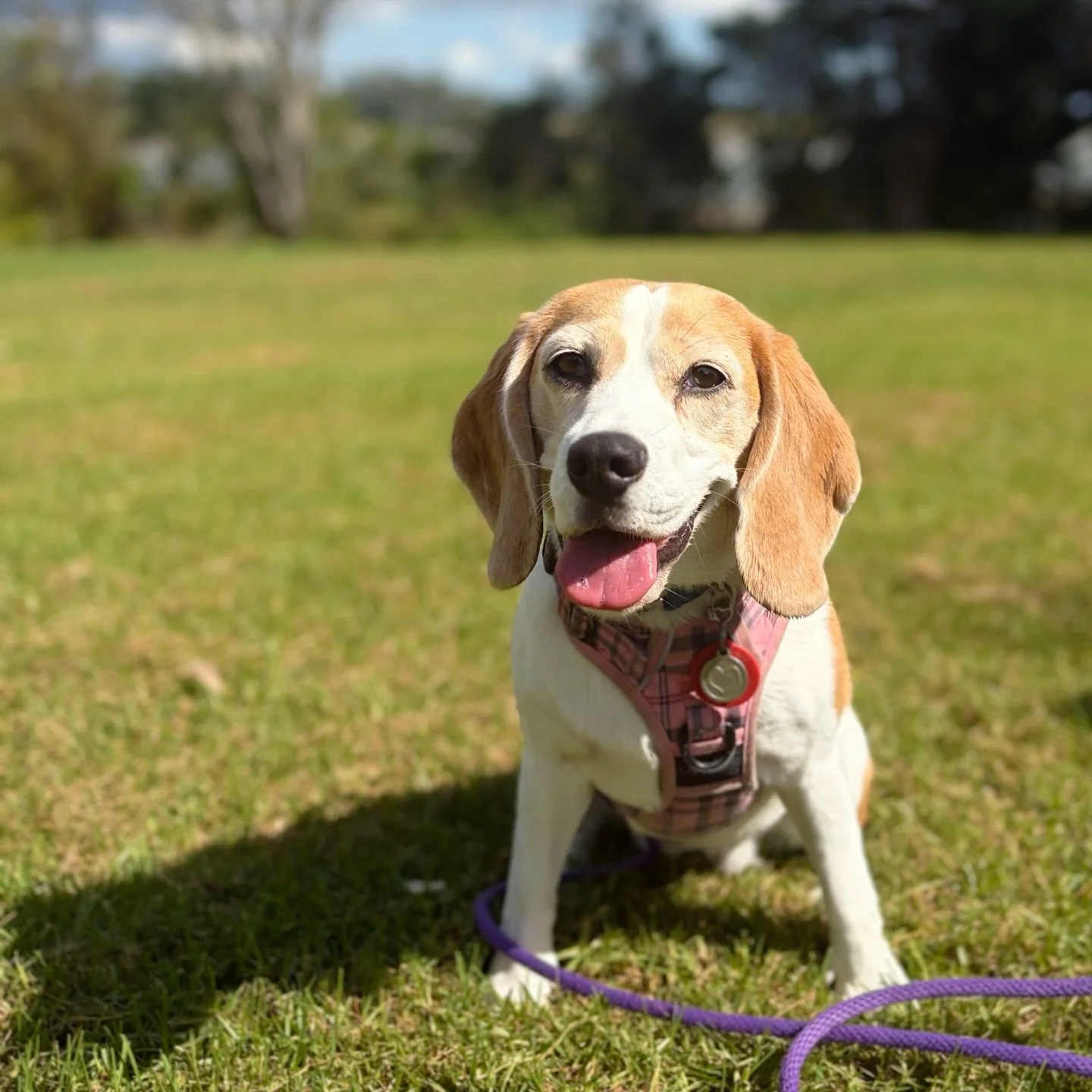 Today this girl made me proud 🥰

Jasmine participated in a Rally-O probationary judge assessment as a mock competitor. Although she had done Rally Freestyle Elements which follows a similar format, she did it with no dogs around for a video submissi