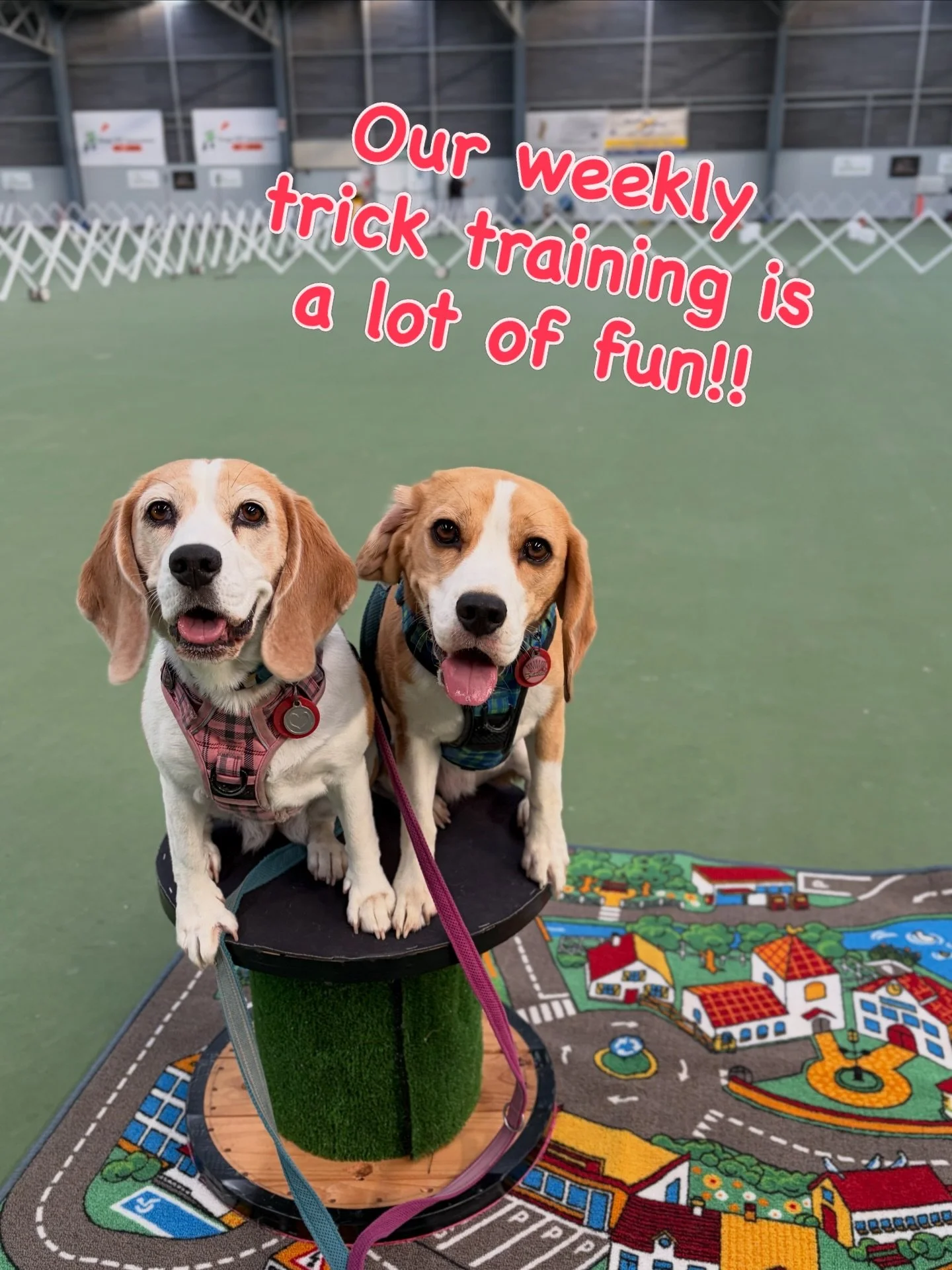 Trick training is a great way to build a positive relationship with our dogs 🥰 It helps them learn important life skills too 👍
#beaglegirls #jasmineandbrie #tricktraining #tricksclass #manukaudogtrainingclub