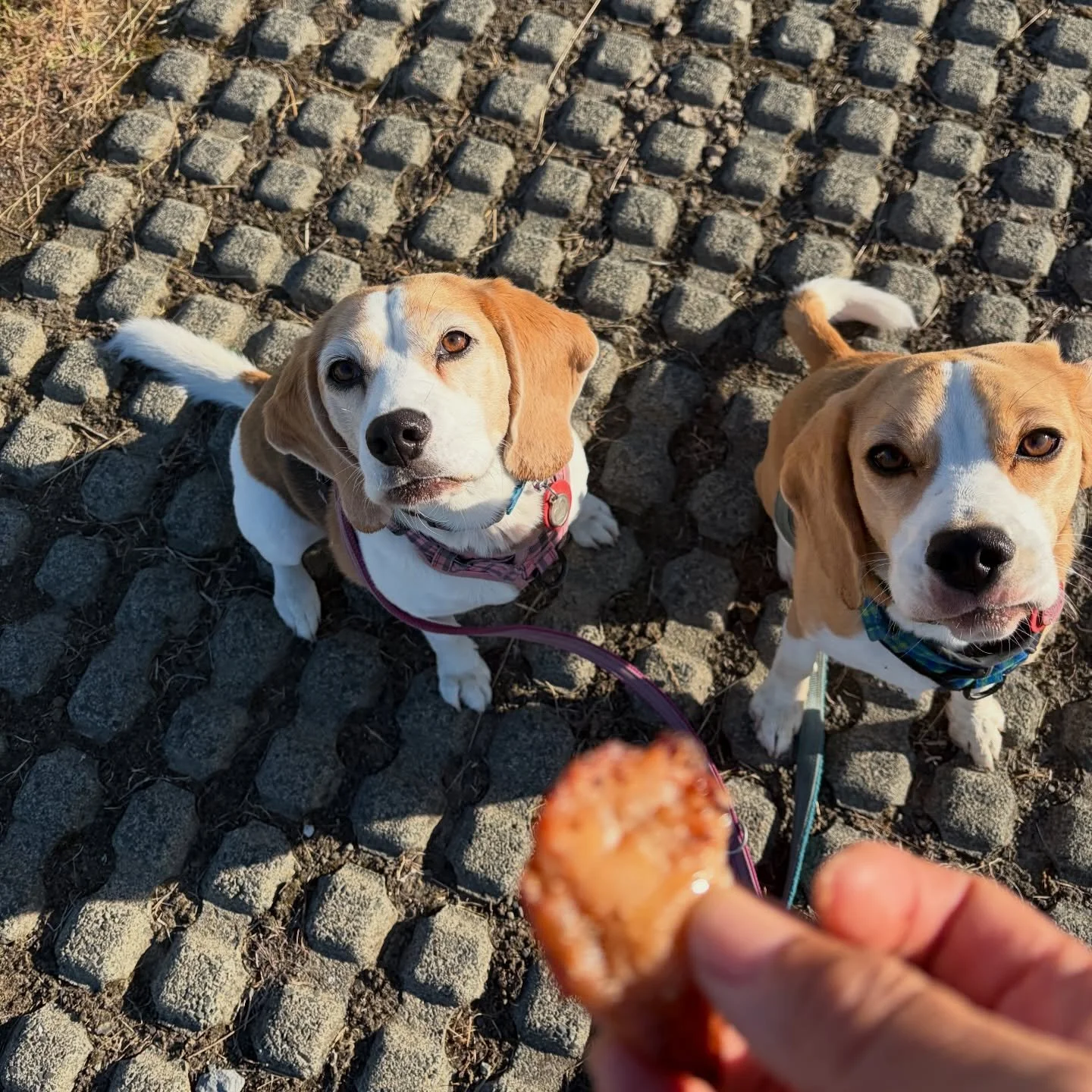 Jasmine was a good girl, dropping this chicken piece from her mouth when she was asked to do so 👍😍
#beaglegirls #jasmineandbrie #dropit #leaveit #foodrefusal