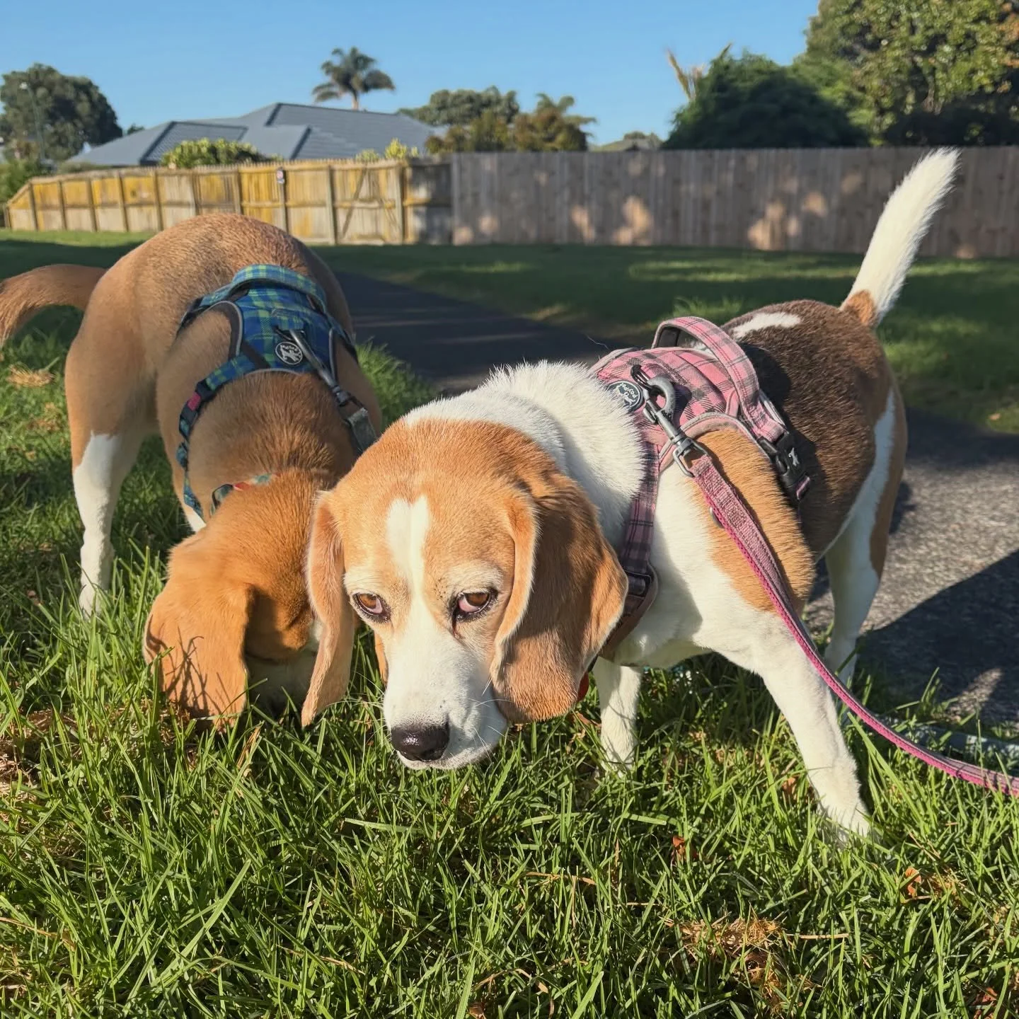 Scary facial expression! 😱
#beaglegirls #jasmineandbrie #scaryface #morningwalk