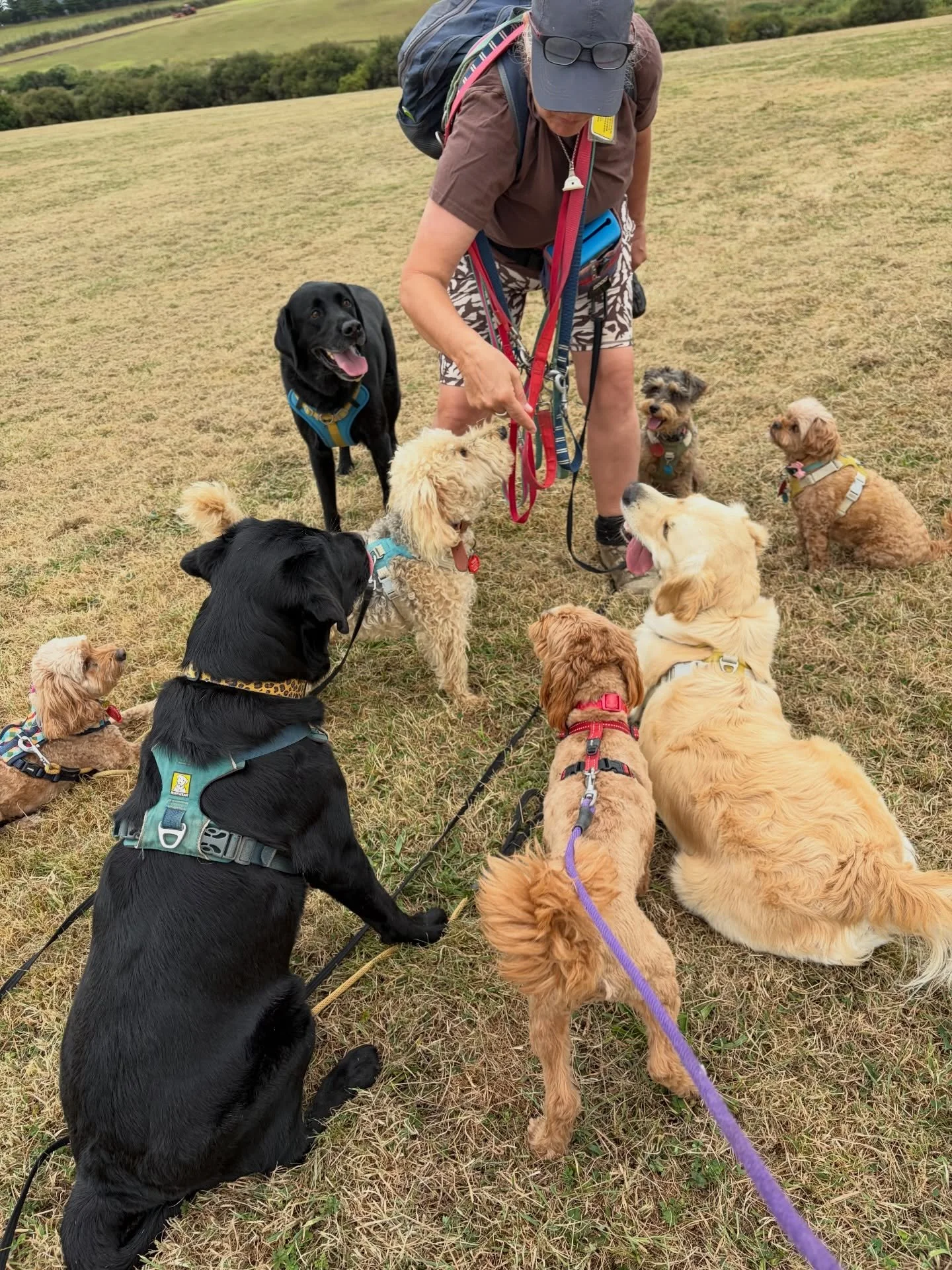 Locke and Maple had a nice walk with the Team Catch Dog Training 😍 
#jointgroupwalk #groupwalk #trainingwalk @thecatchdogtraining