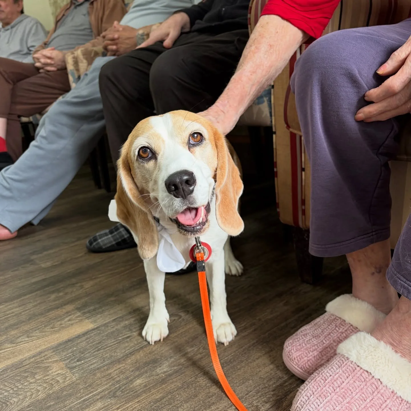 It was Jasmine&rsquo;s work day today. Because my car was at the garage, we walked to and from the premises. I am glad that the ground was not hot this afternoon.
#jasminethebeagle #therapypet #goodbeagle