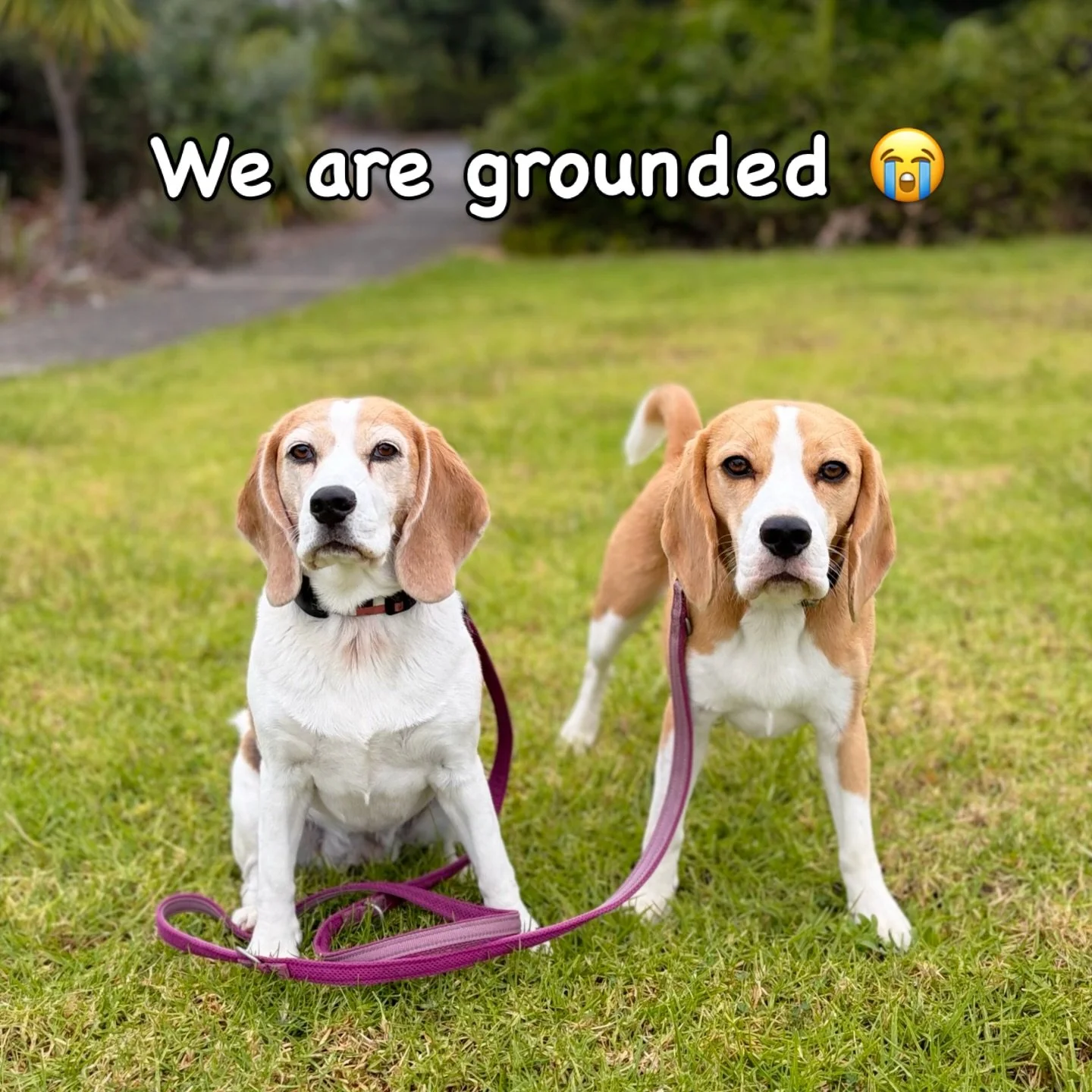 We are grounded due to our car being repaired at the garage 😭 So, we&rsquo;re unable to visit dogs for walks or training sessions until the car is repaired and back. I am sorry if you&rsquo;re affected by this.
It was a scary experience. When we wer