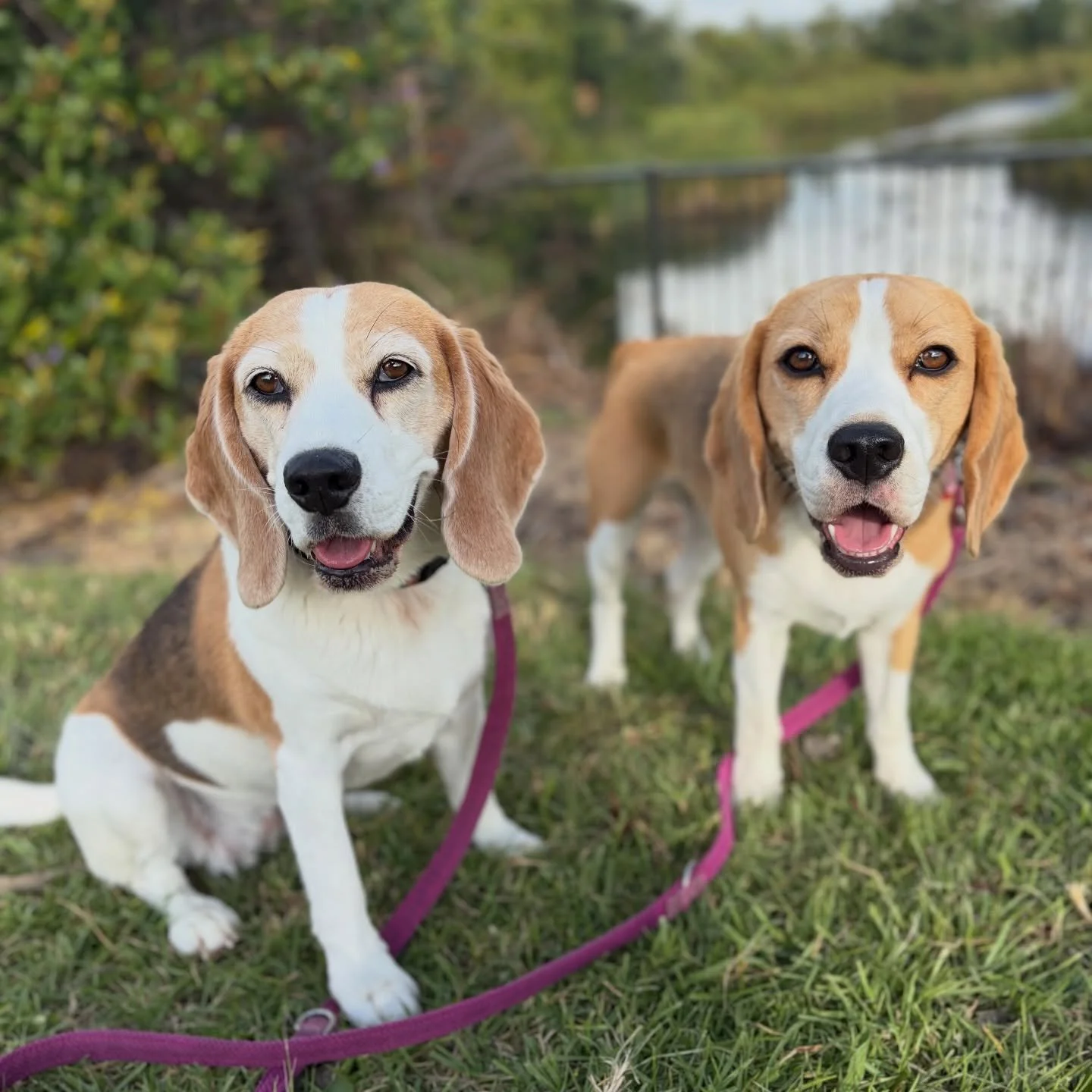 We couldn&rsquo;t go to an agility competition that we had entered, because my car was still at the garage 😩
#beaglegirls #weekendwalk #jasmineandbrie