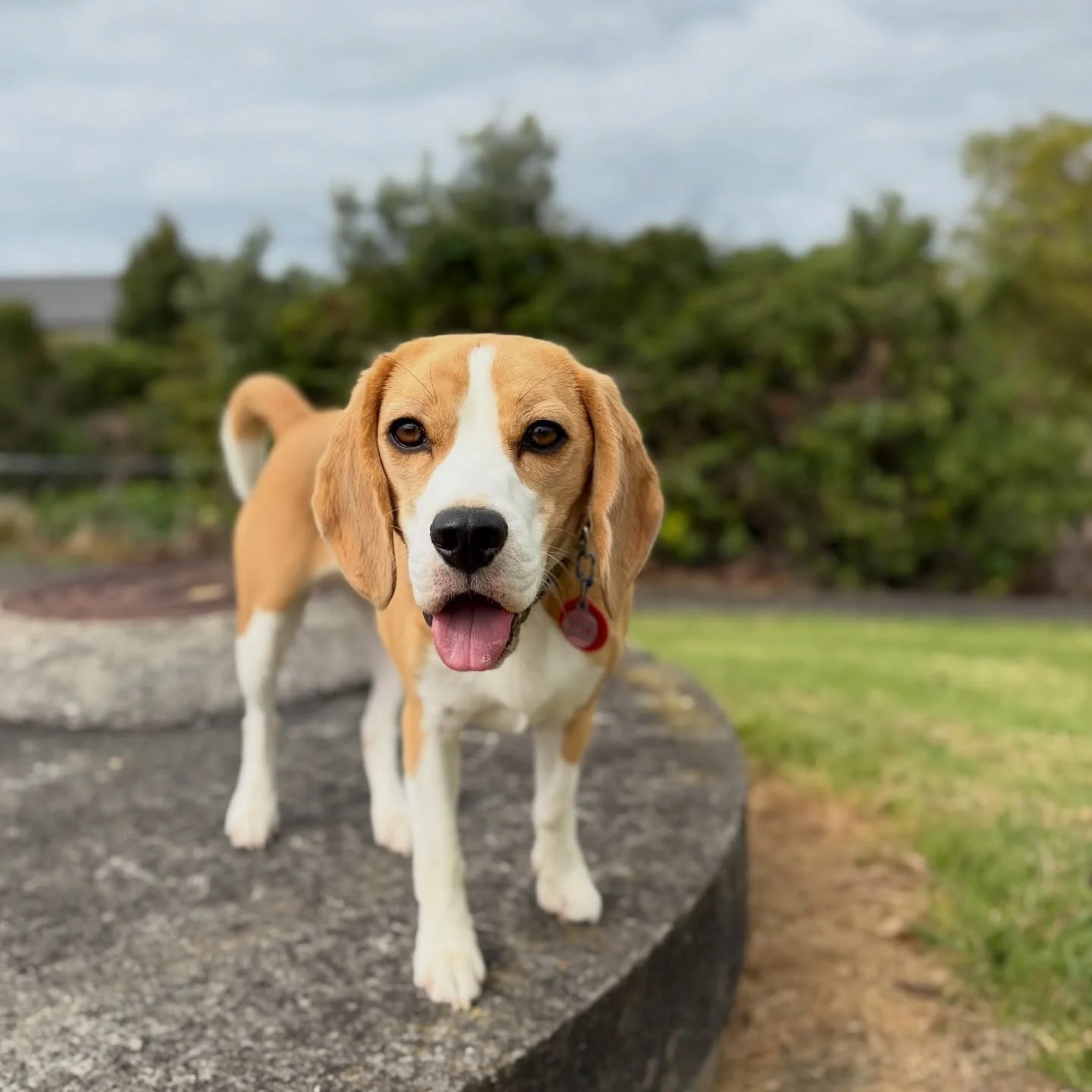 Our dogs keep bringing us new challenges. This girl Brie often starts barking when Jasmine is feeling uneasy, for example, when Jasmine is trying hard to ignore other dogs. In such situations Brie barks at Jasmine, not the other dogs 😂
But &hellip; 