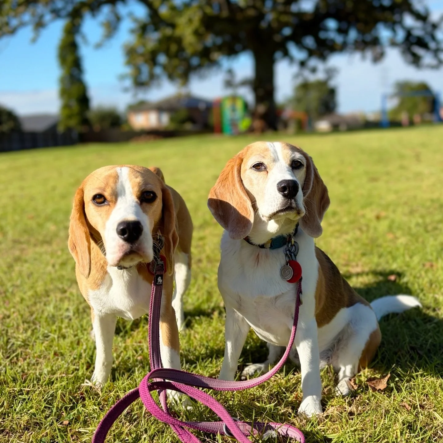 We&rsquo;re hoping to get our car back from the garage today!
#beaglegirls #jasmineandbrie #morningwalk