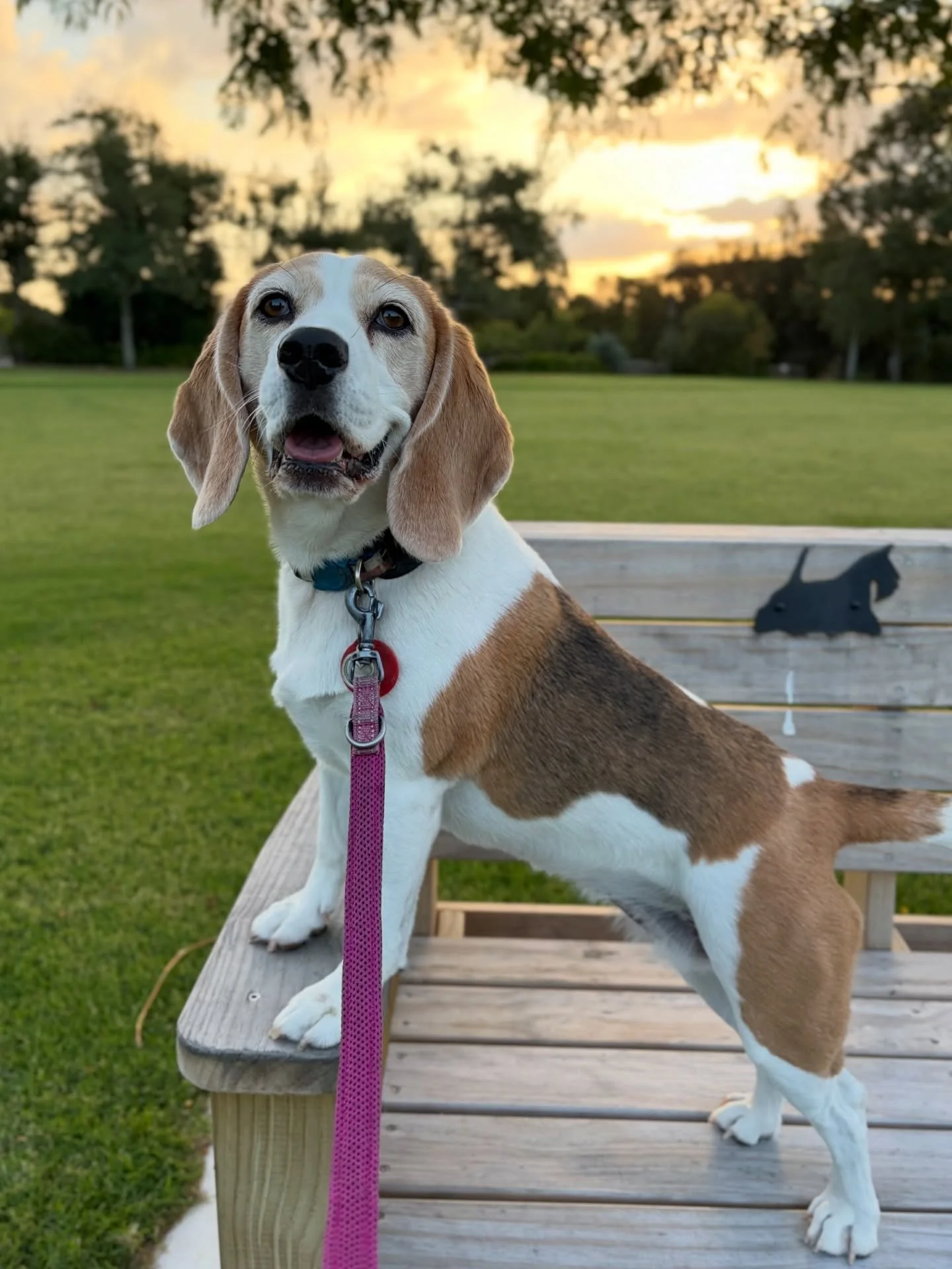 Jasmine enjoyed her weekly training with her friends 🥰 She was very focused and happy ❤️ 
For some dog owners, this may not be special at all. Some dogs purely and naturally enjoy interacting with people. But Jasmine was not one of them when she was