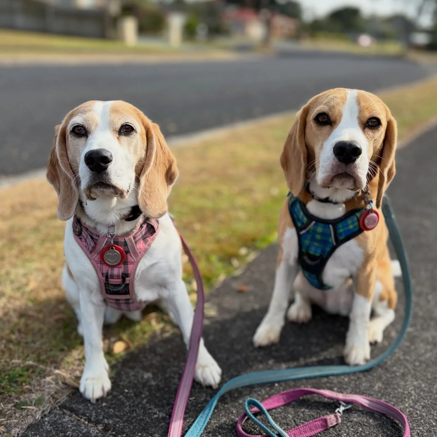We saw a bunny hopping crossing the street in our neighbourhood this morning! 🐇 We had seen some bunnies in nearby parks but never on the street. Jasmine and Brie were good girl turning around to cross the street with me, when I said &ldquo;Ah Bunny