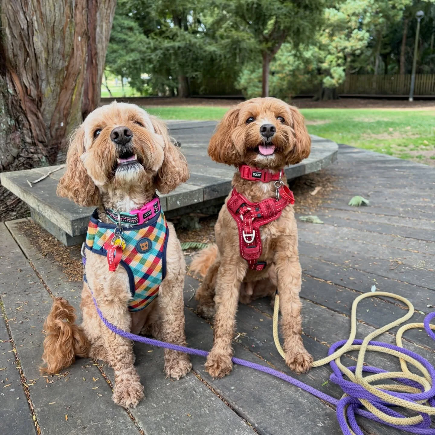 &ldquo;All we can do in the moment is what we can do&rdquo;.

After a very nice bush walk with these babies, back in the carpark, an off-leash dog approached us. Although it looked relaxed and friendly, I was not sure how the dog&rsquo;s appearance w