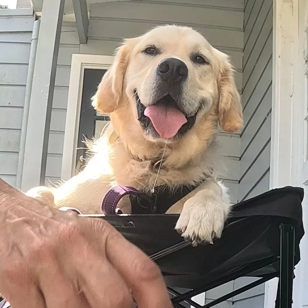 Today I trimmed Tim&rsquo;s nails. 
Every time I work with him, I am amazed how far he has come. He was a serious resource guarder and an escape artist.
He hasn&rsquo;t got aggressive over resources or escaped for a long time 👍 Now he is practicing 