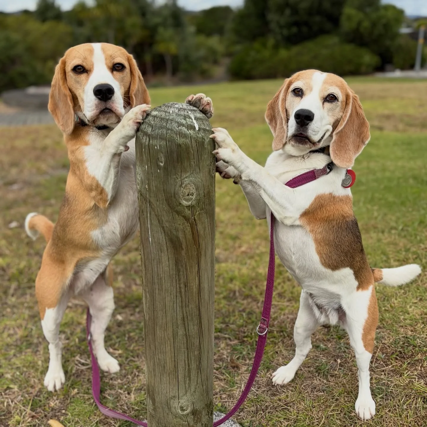 Stretching 💪
This is good for fun and also fitness!
#beaglegirls #jasmineandbrie #pawtargeting #stretching #behaviourwithduration