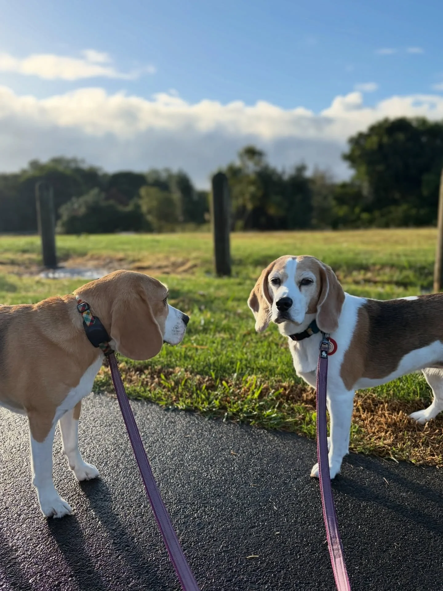 Those dark rain clouds had passed before we had a morning walk 👍
Yesterday one of our exterior wall lights fell with a big noise due to the stormy weather. I am glad that no one was near it when it fell 😊
#afterastorm #morningwalk #beaglegirls #jas