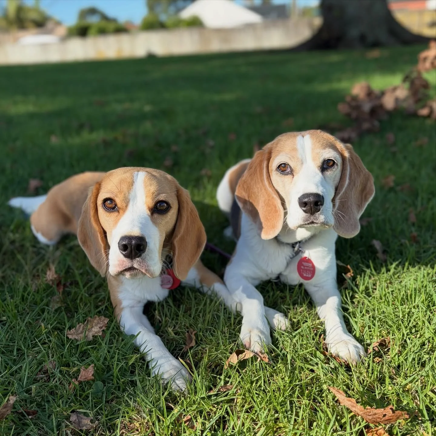 Have a good weekend!
#beaglegirls #jasmineandbrie #friday #dailywalk