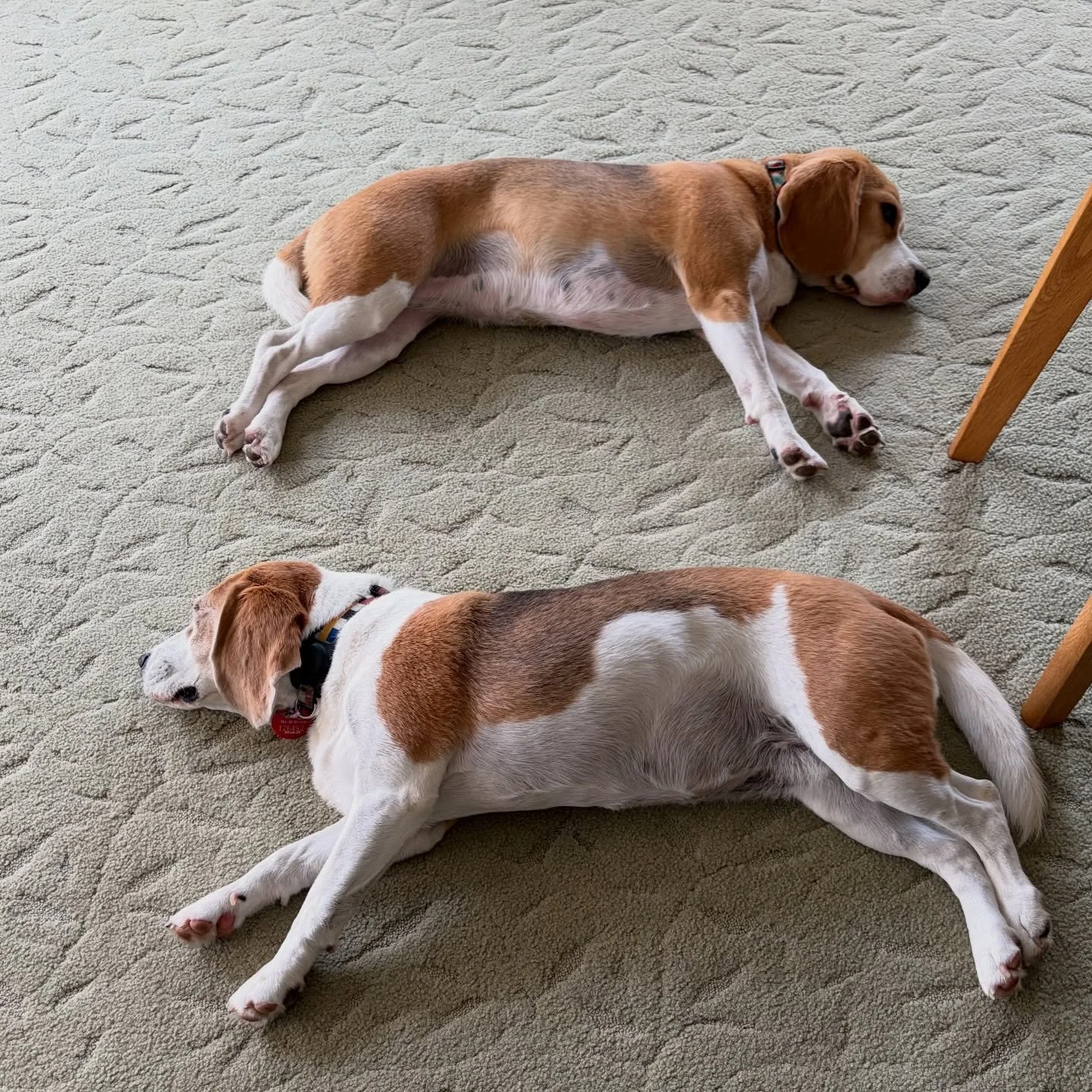 Very tired Beagle girls after having fun with many other Beagles and some other dogs at the Auckland Beagle Club Annual Fun Day and Walk ❤️🥰
#beaglegirls #jasmineandbrie #tireddogs #aucklandbeagleclub #beagles