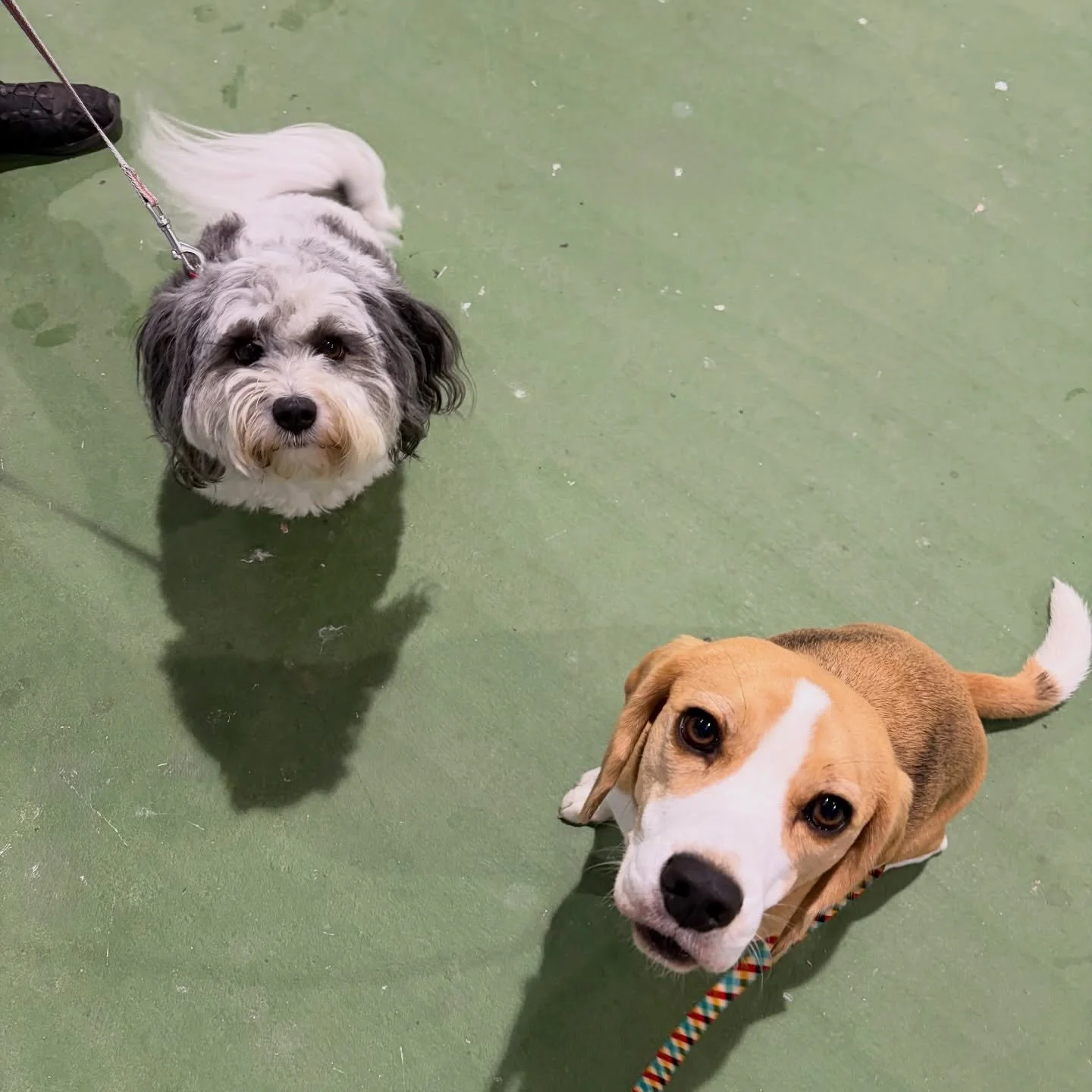 I want Brie to learn calmness from Tinker Bell! 😆
#calmnessishard #beagle #briethebeagle